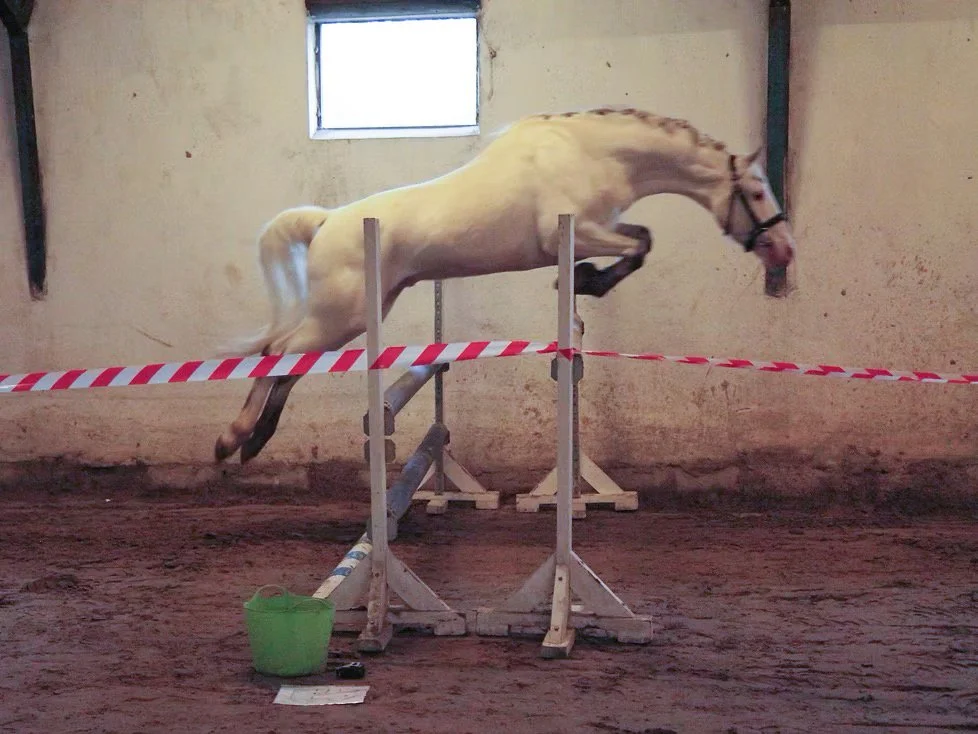 Loose Jump Grading April 2020_JPG.jpeg