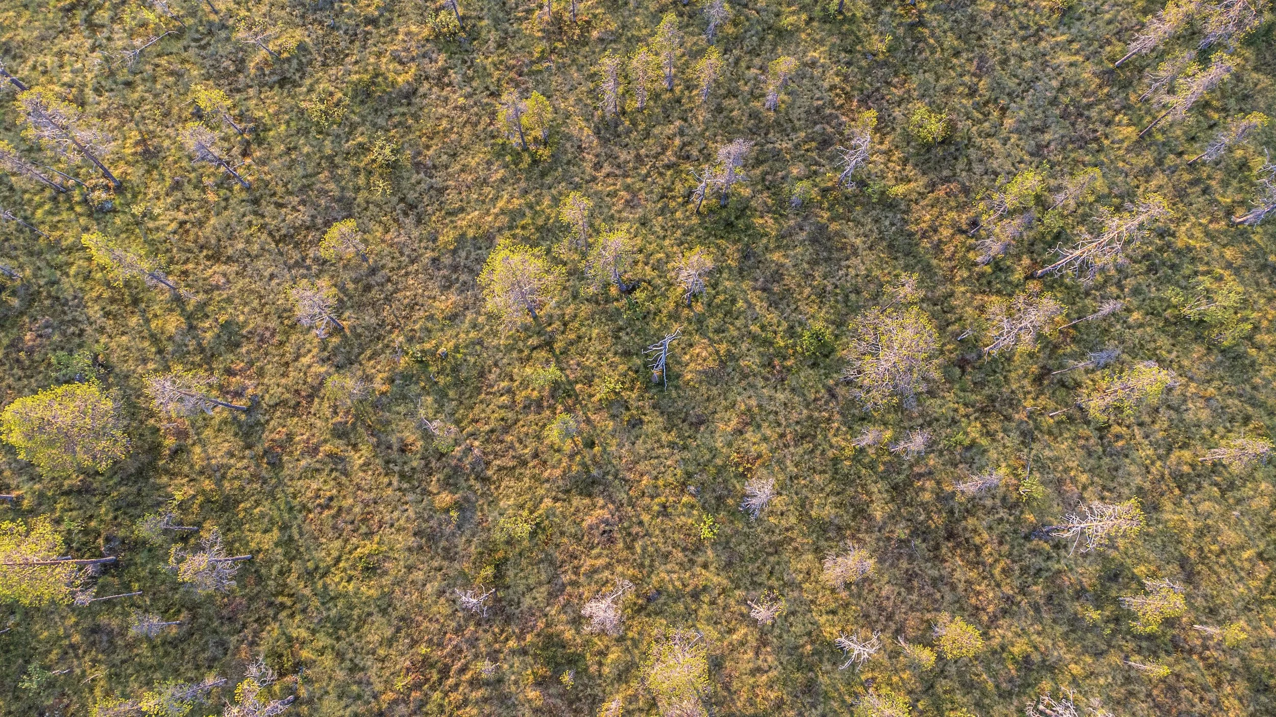 KI im Design — was sie kann und was nicht.