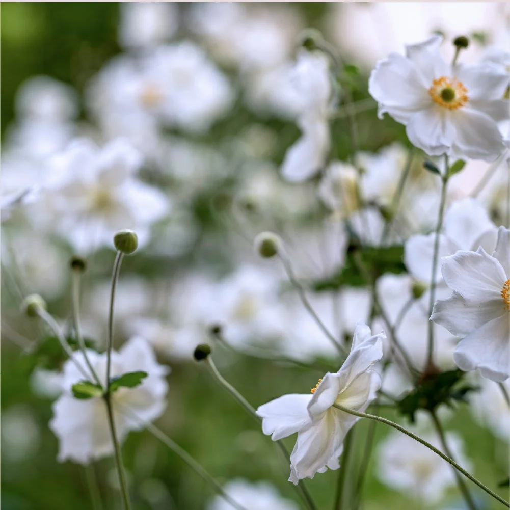 Premadebrand-Blumenwiese9-100.jpg
