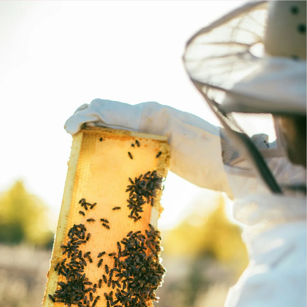 Brand Board - Alpenbiene4.jpg