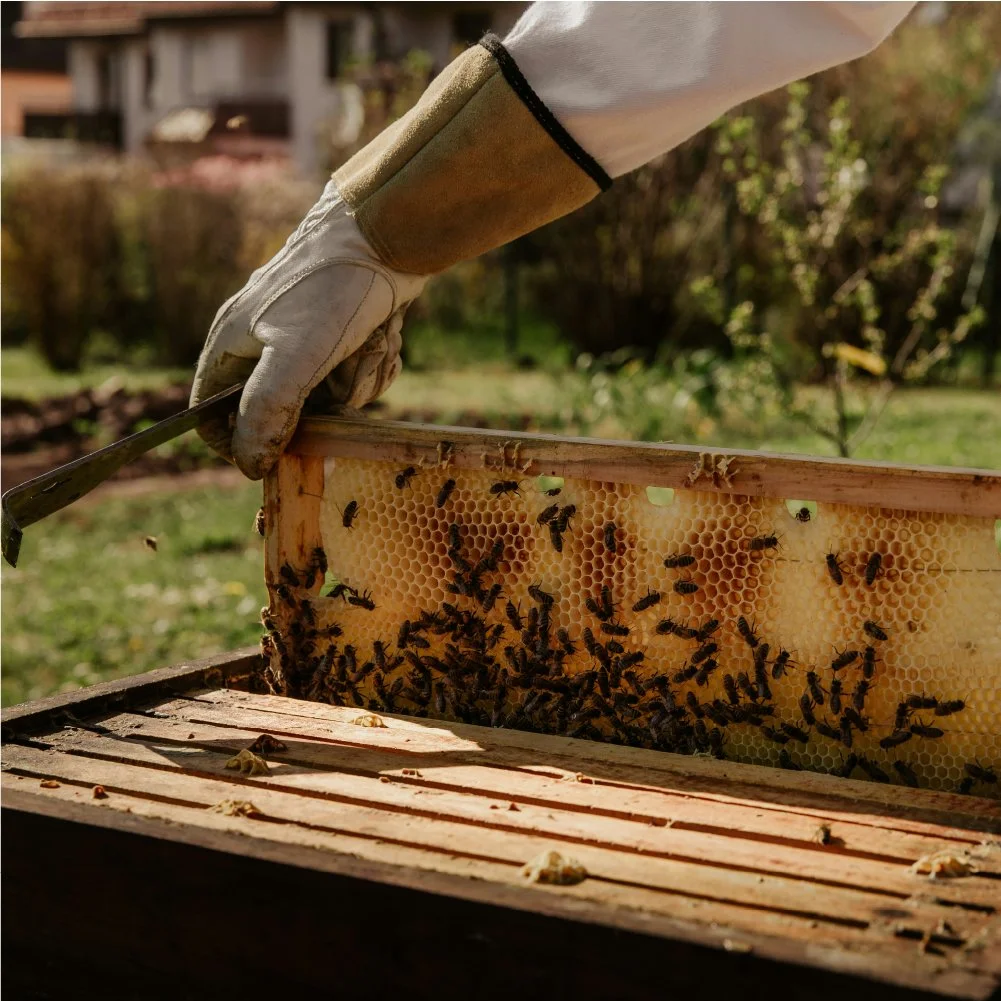 Brand Board - Alpenbiene6.jpg