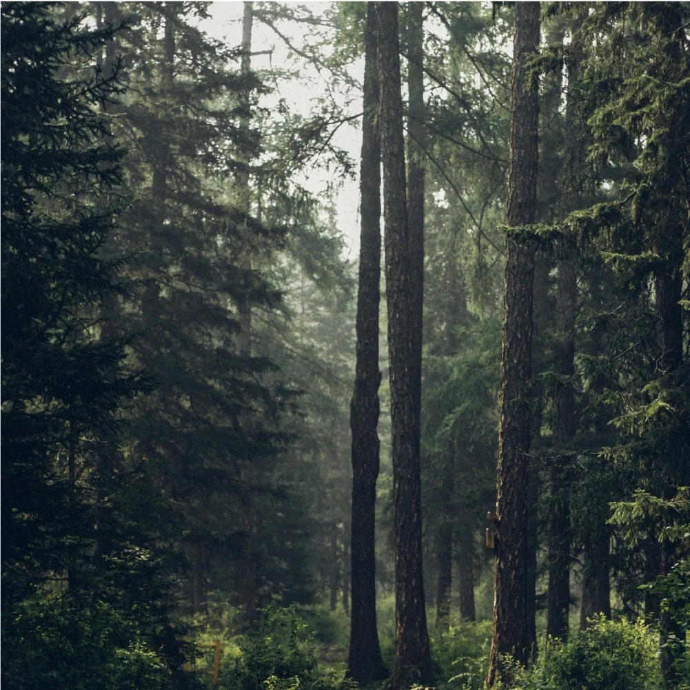 Brand Board - Alpenbiene8.jpg