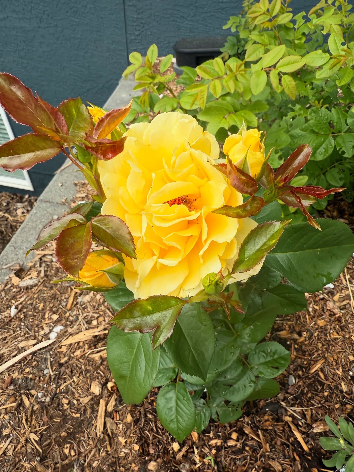 This gorgeous rose is growing by the front door and smells heavenly! My mom a used to buy me yellow roses and this one was planted in her memory. Perfect inspiration for a new floral painting 🩷 #yellowroses