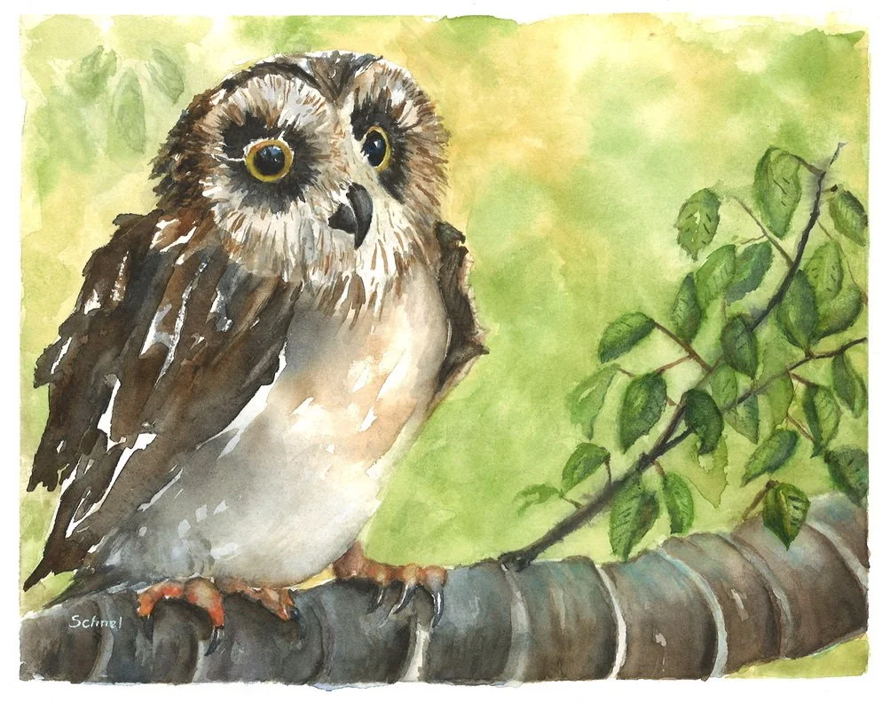 "Saw-Whet Solitude"; Watercolour on 140 lb CP Paper- available