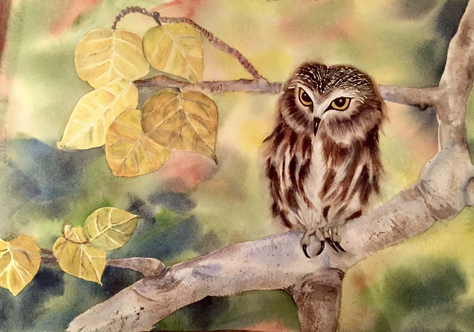 "Sovereign Saw-Whet": Watercolour on 140 lb CP Paper-Private Collection