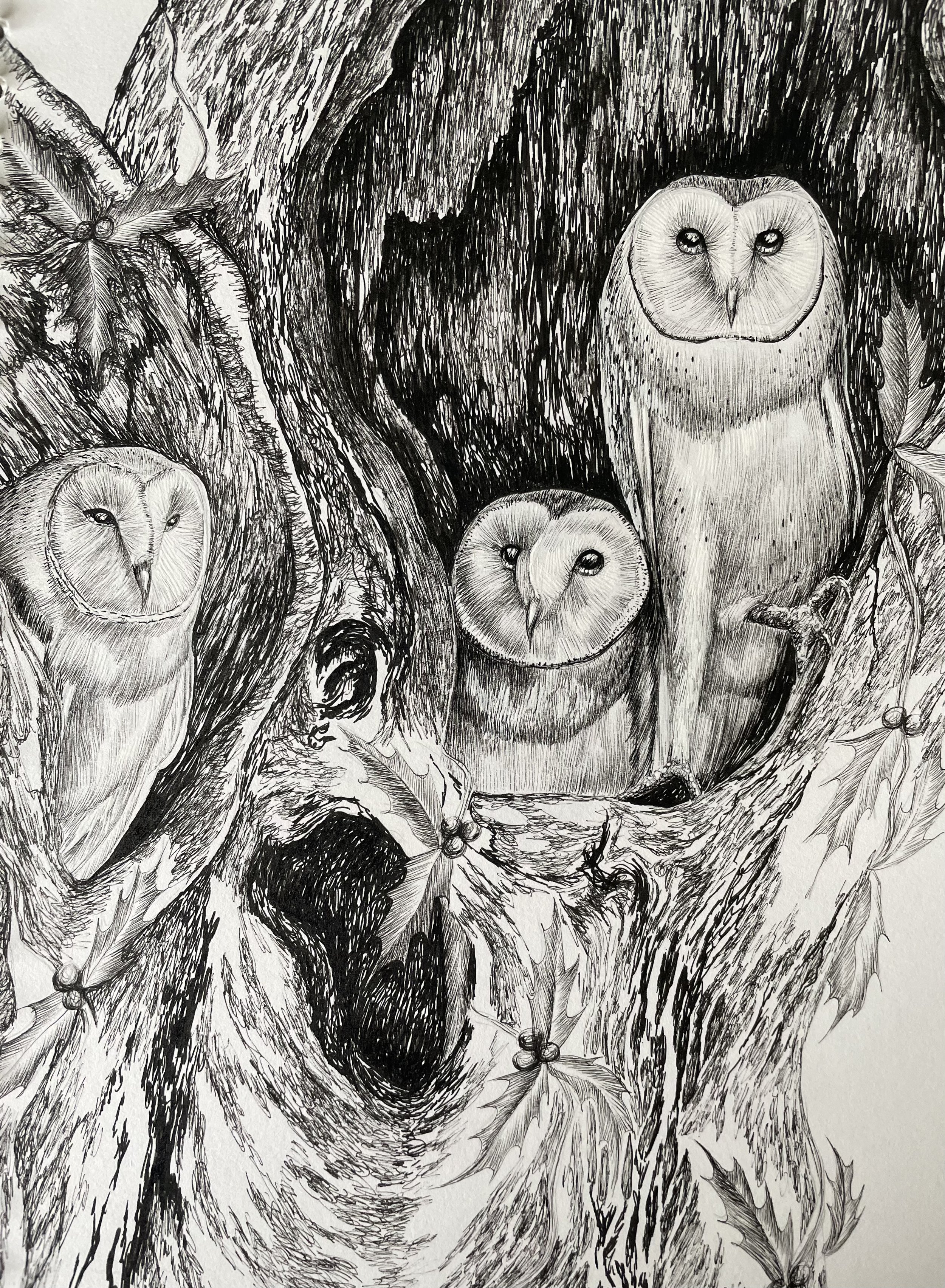 Owl illustration, 2024