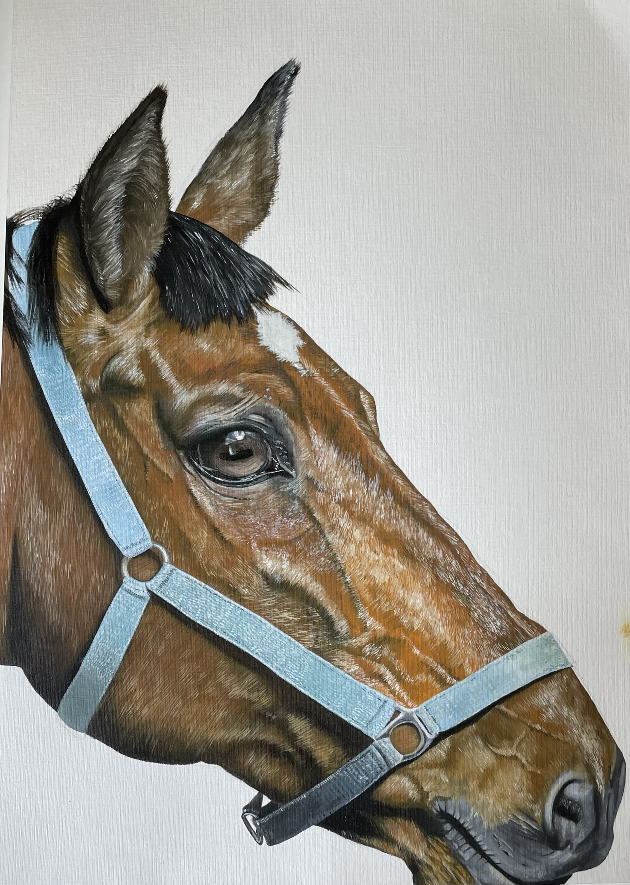 horse study, 2023
