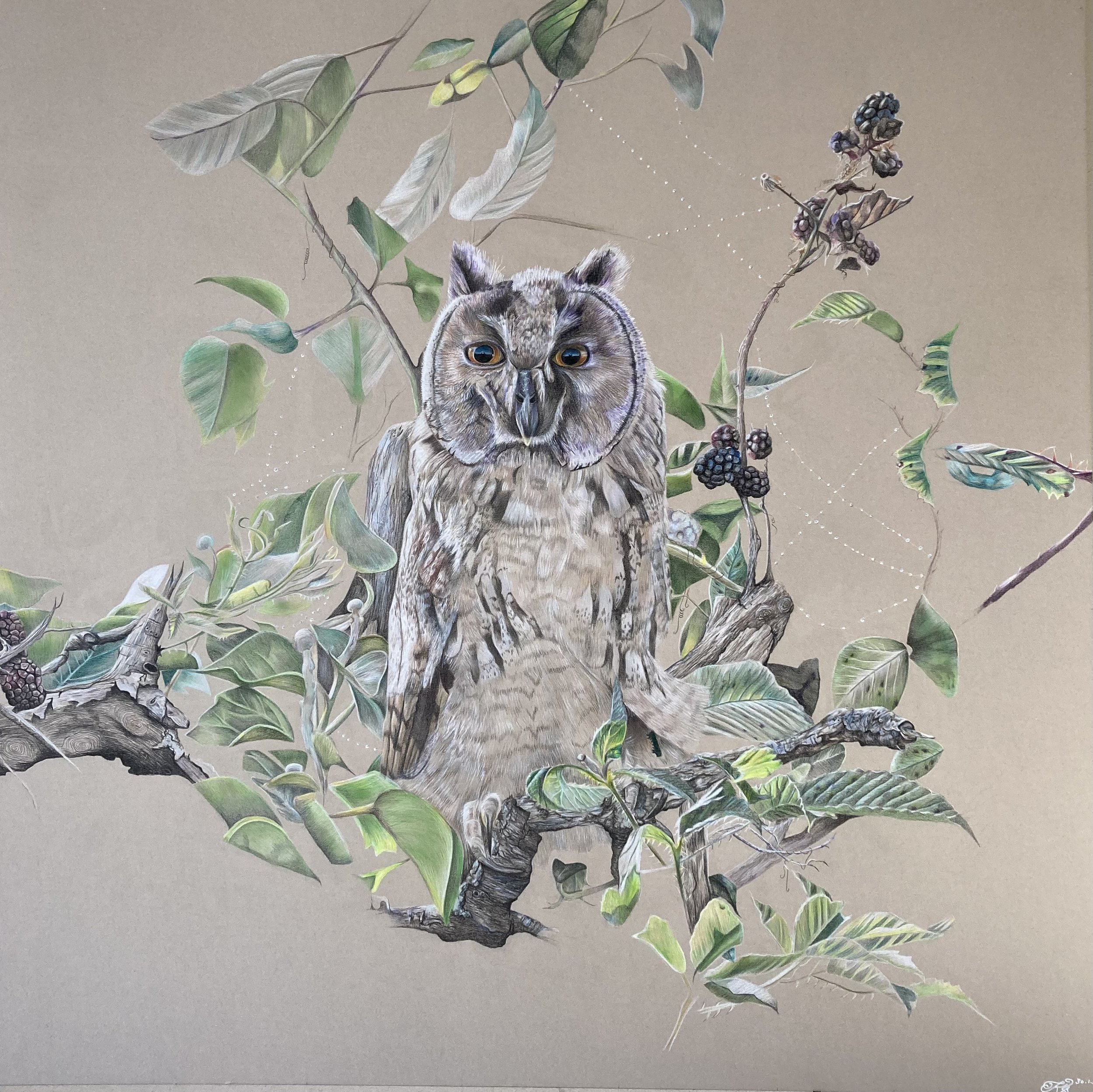 owl study 2, 2021