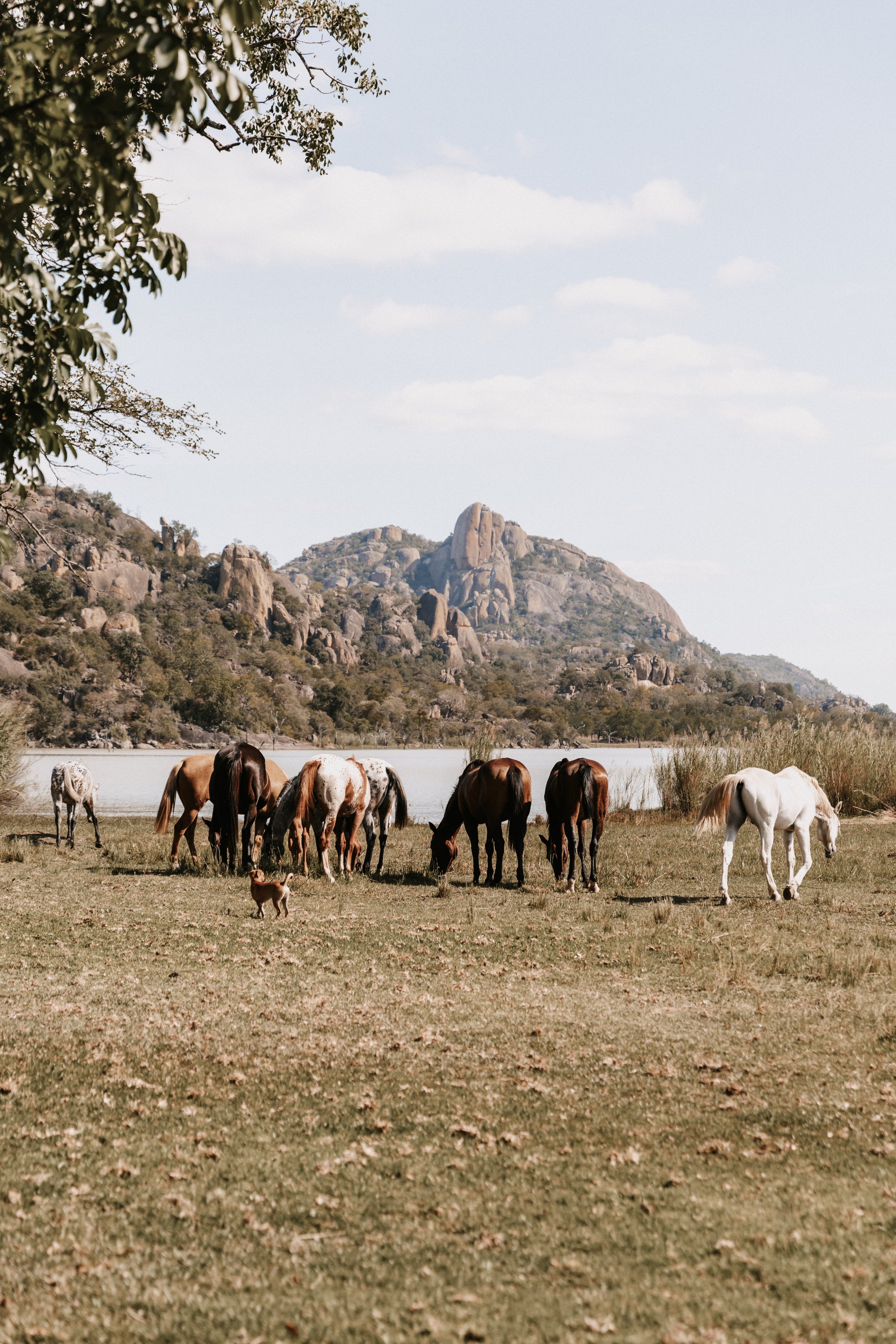 Horses grazing in a grassy field by a lake with rocky hills in the background under a clear sky.