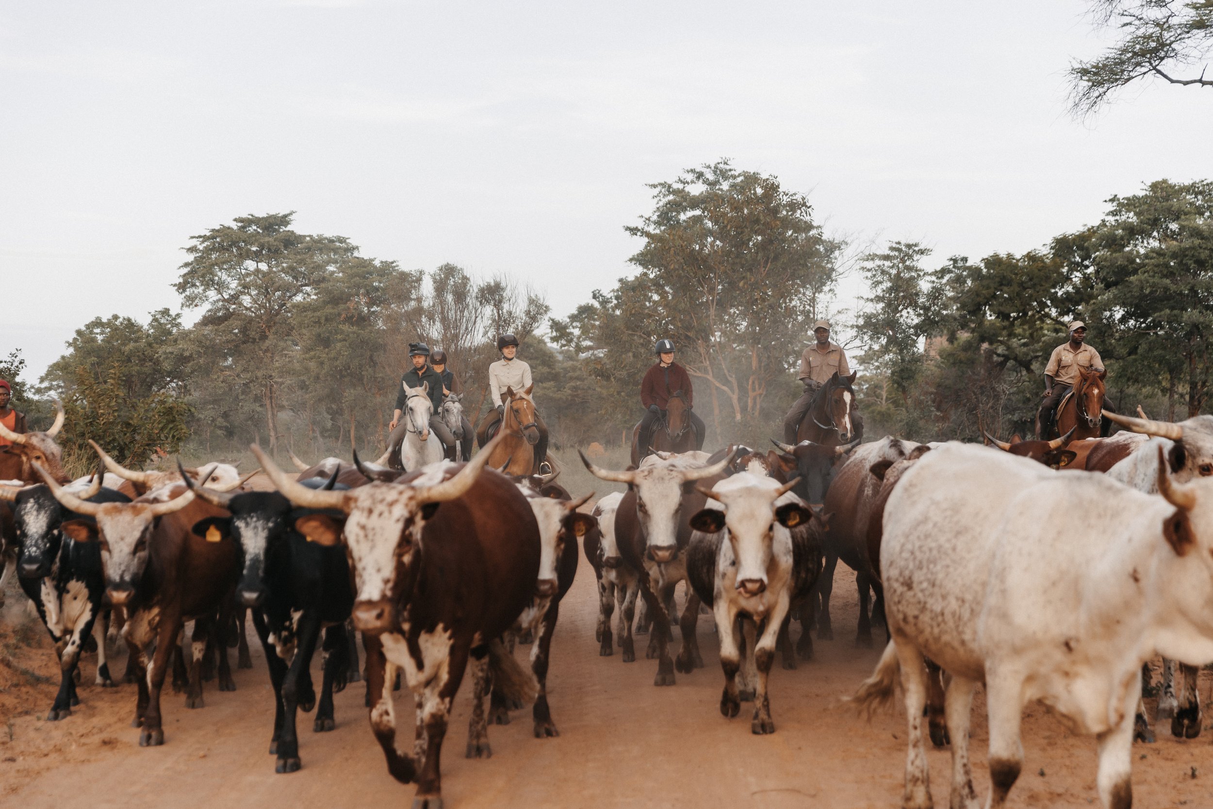 Herd of cattle on a dirt road with riders on horseback guiding them, surrounded by trees.