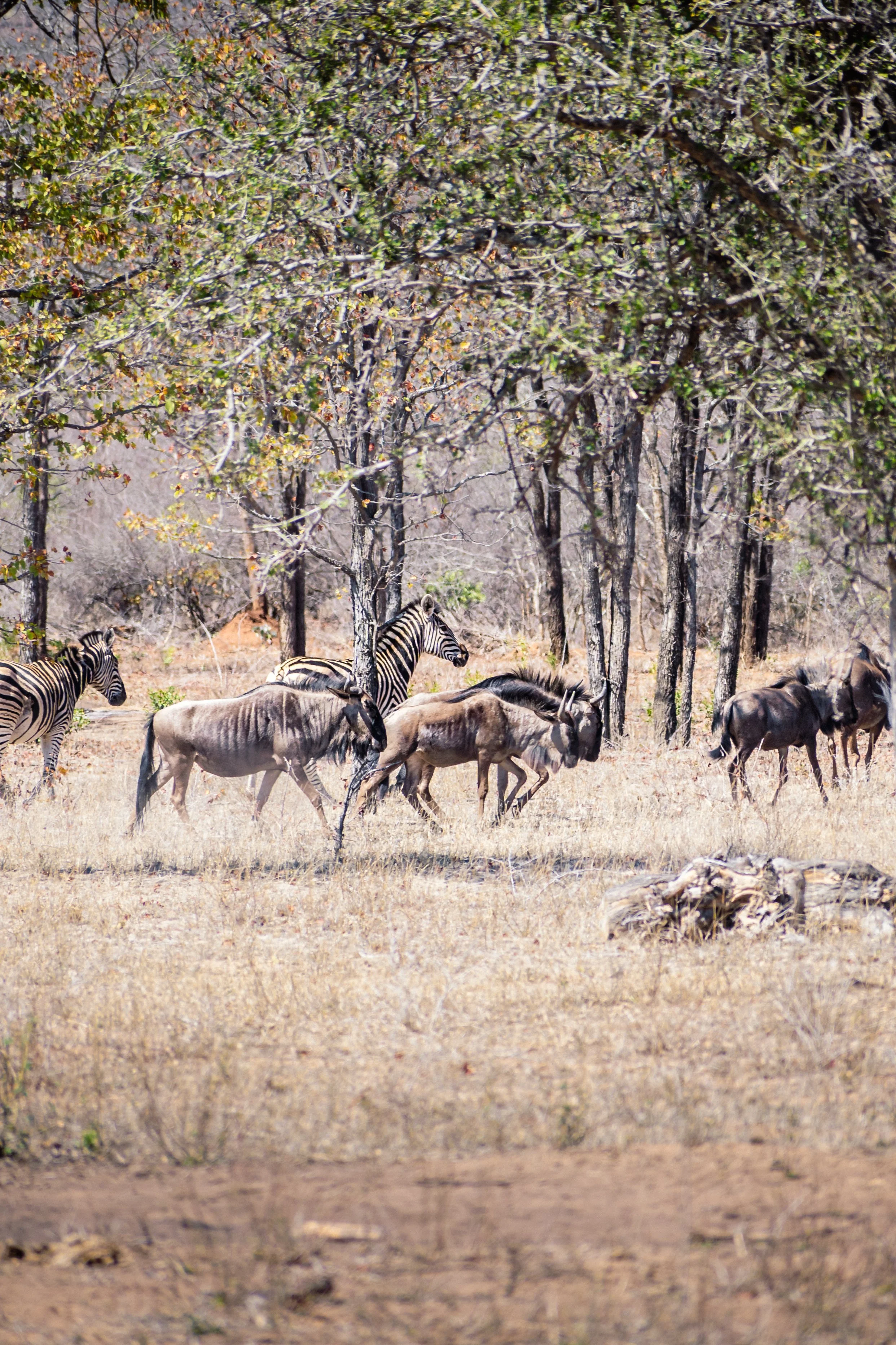 A group of zebras and wildebeests walking through a dry, grassy landscape with sparse trees.