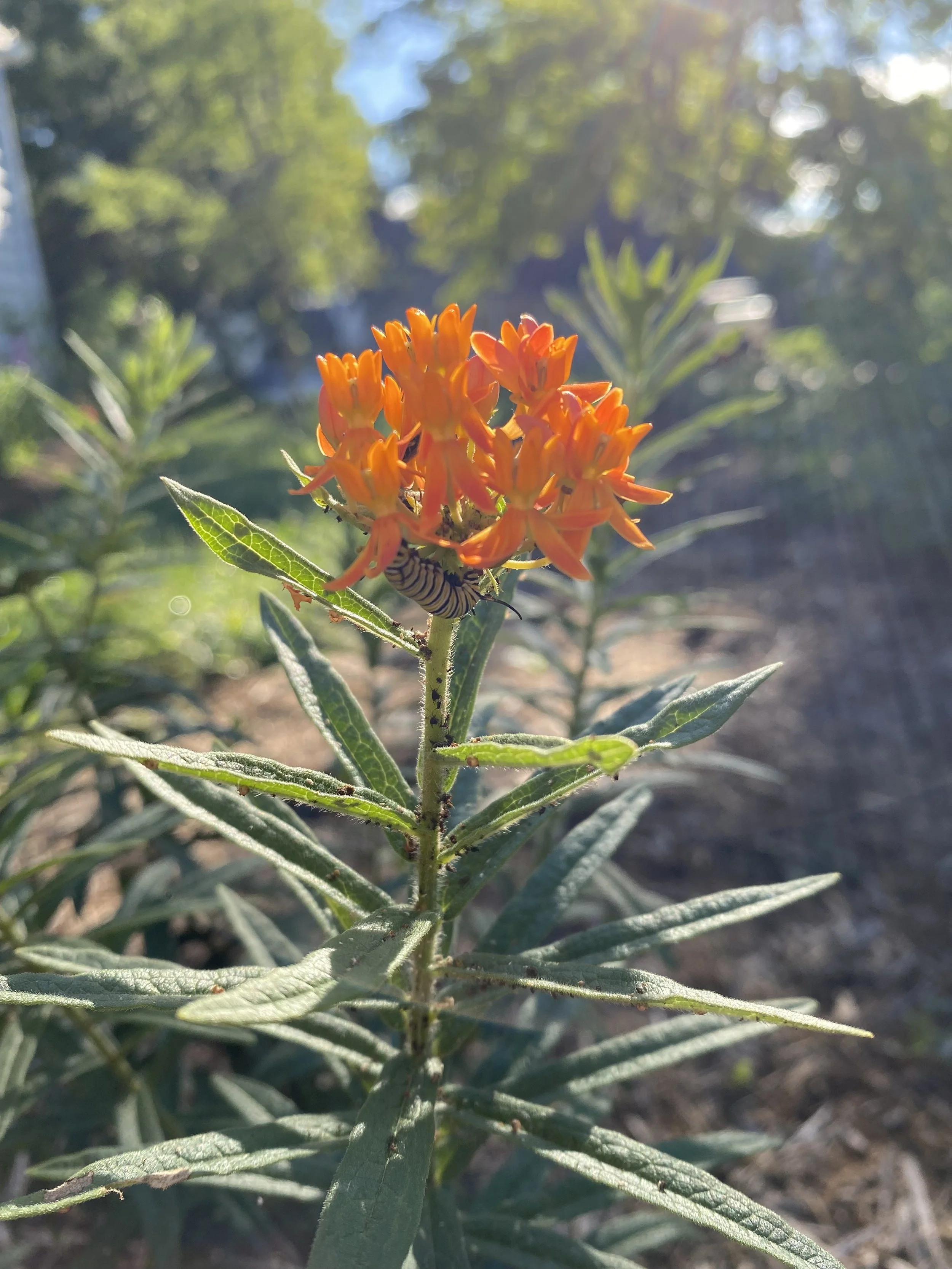 Orange flowers on a green plant with a caterpillar on one of the leaves, in a sunny outdoor setting.