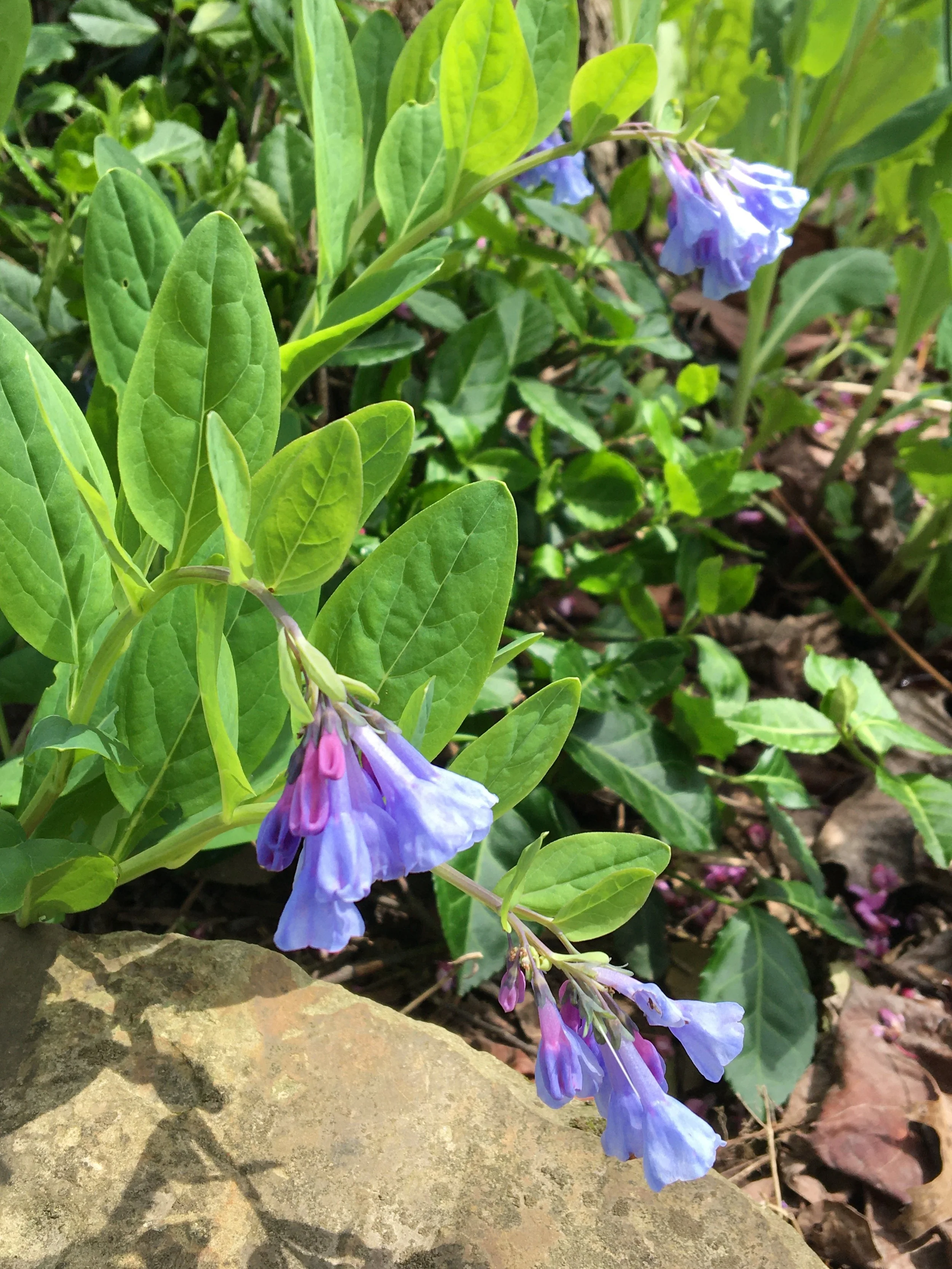 Purple and blue flowering plant with green leaves growing near a stone or rock, with more foliage and flowers in the background.