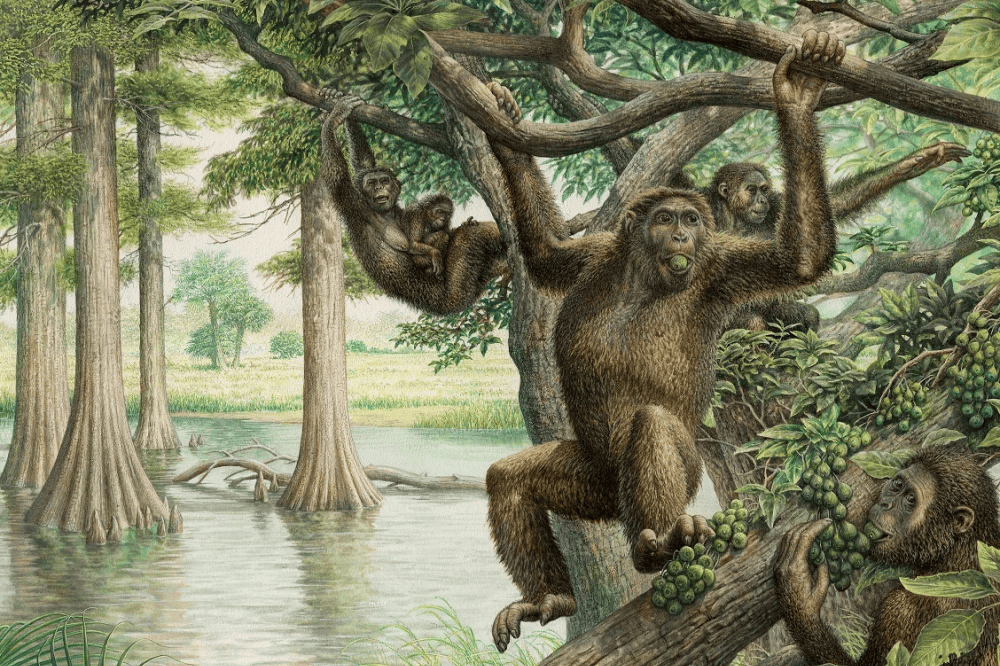 A group of prehistoric monkeys swinging from trees in an artists' rendition of an ancient, swampy forest.