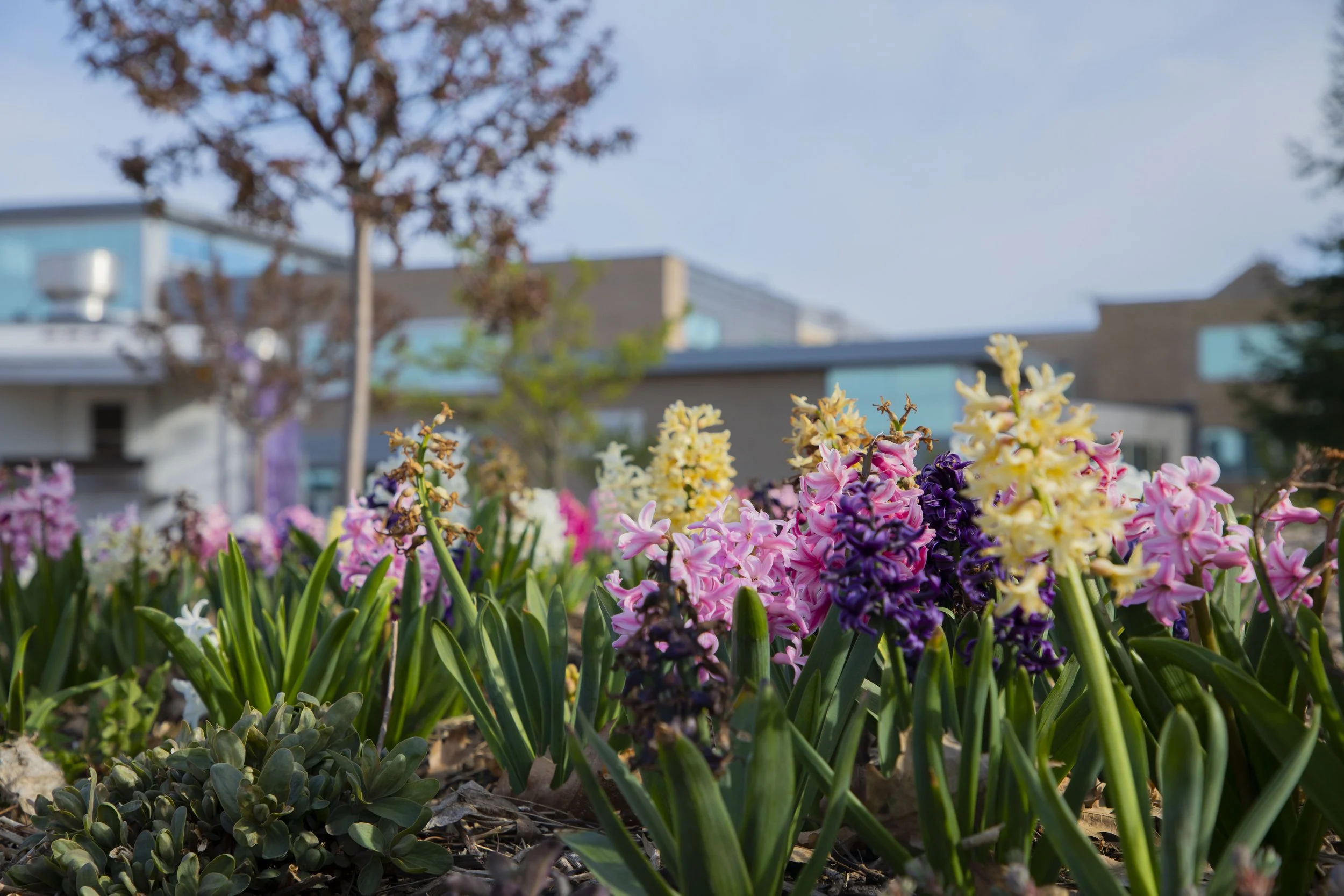 Flowers surrounding Minneiska Springs, a fountain located in the middle of the UWW campus.