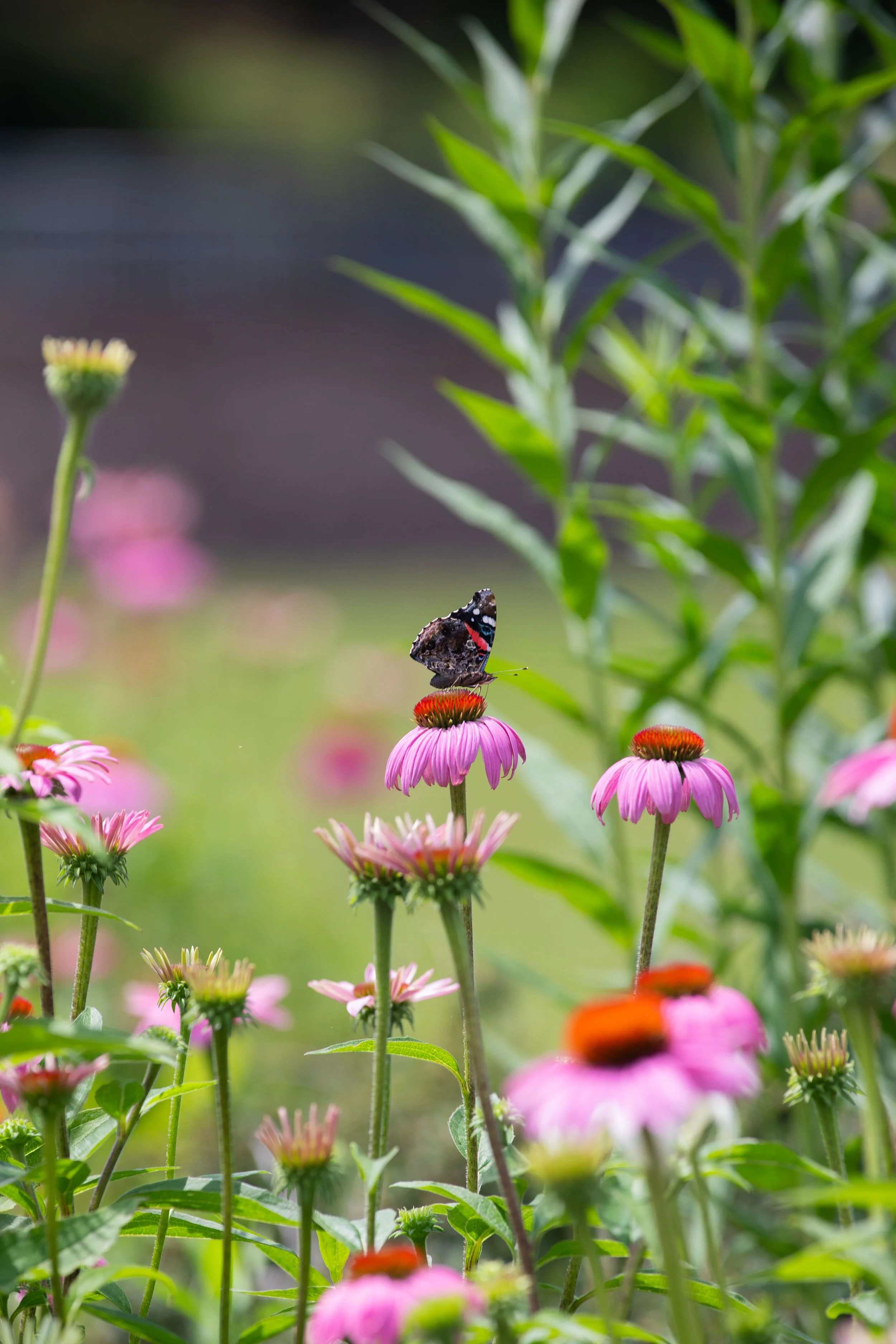 Butterfly landing on a pink flower.