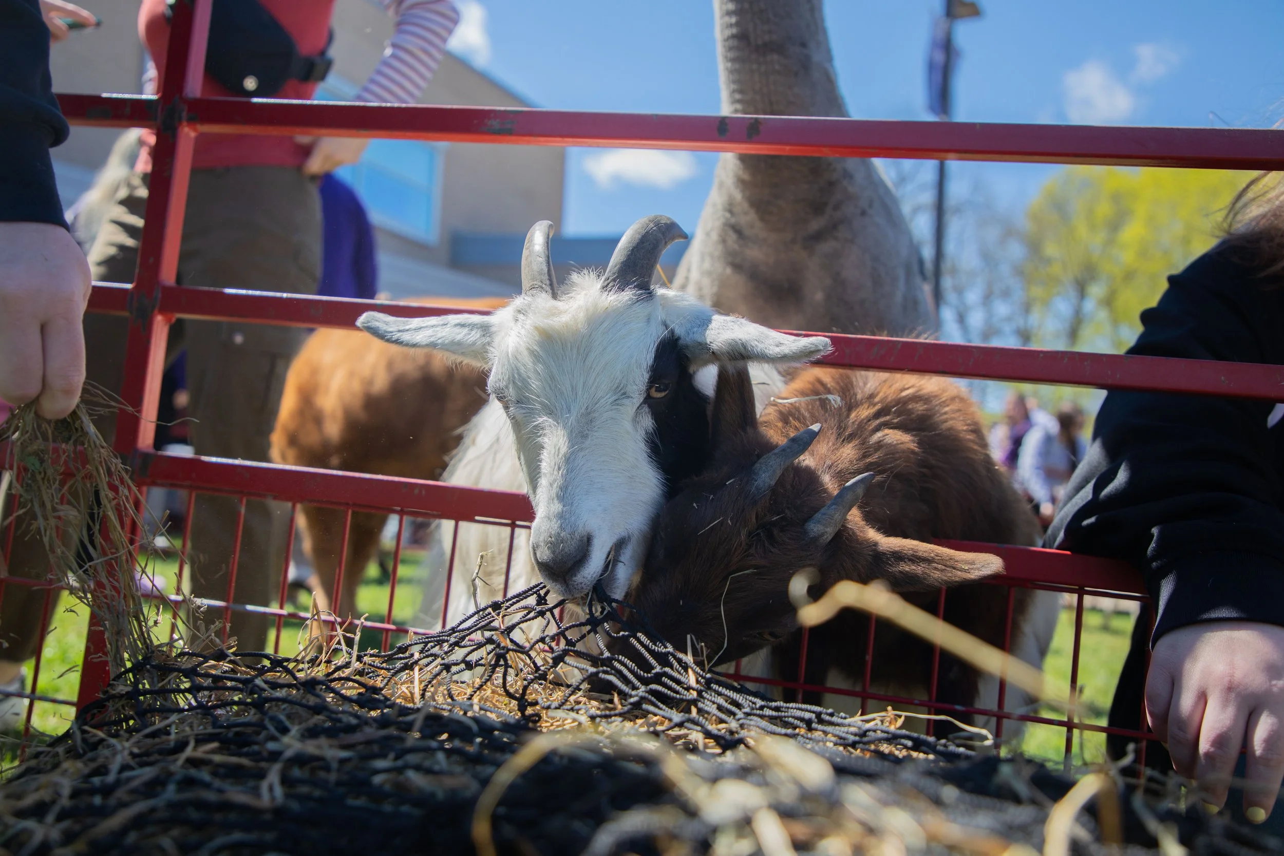 Goats eating hay during a UCLive Sponsored Petting Zoo on the UWW's Campus, 2024.