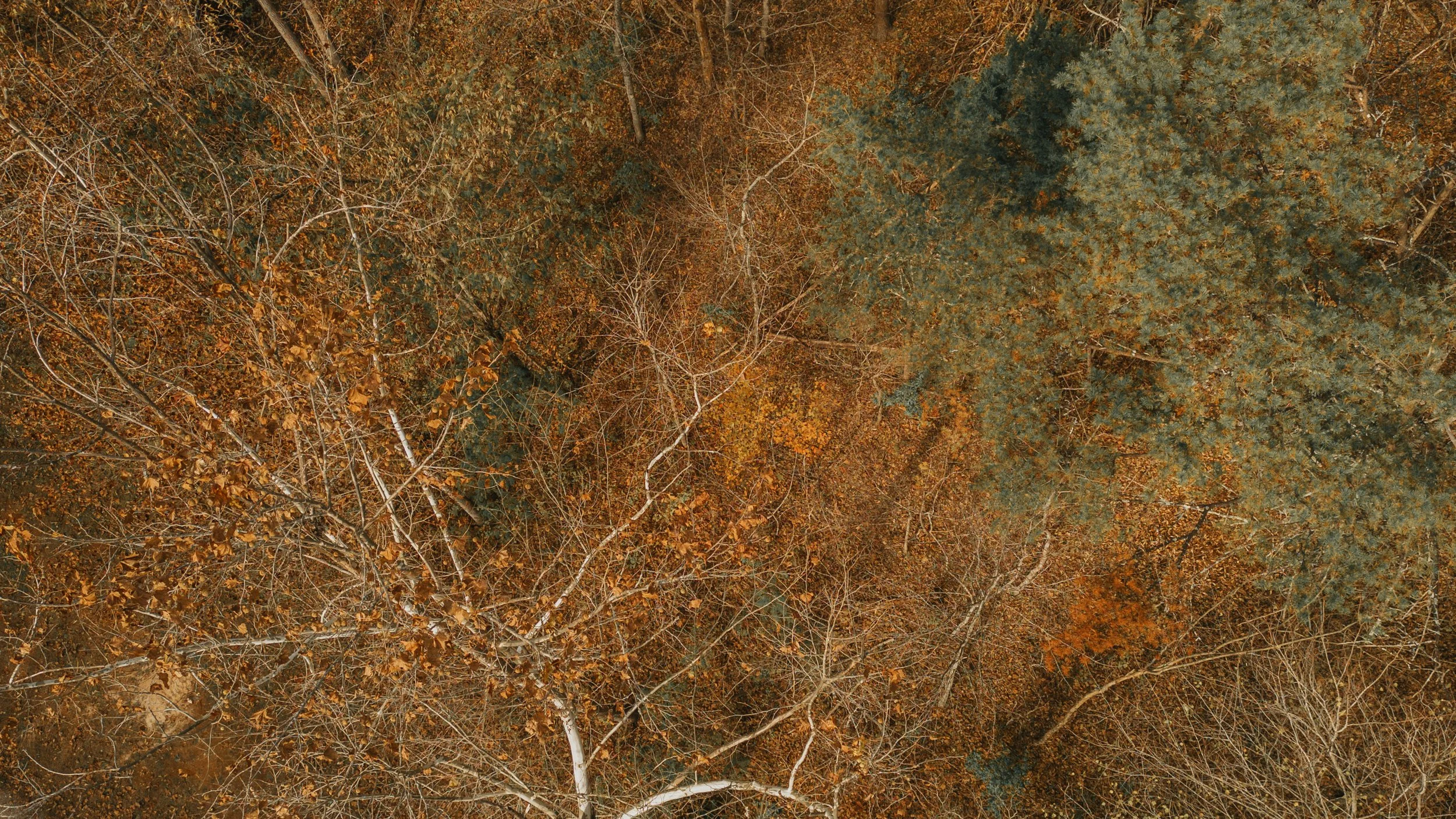 DJI_0279.jpg