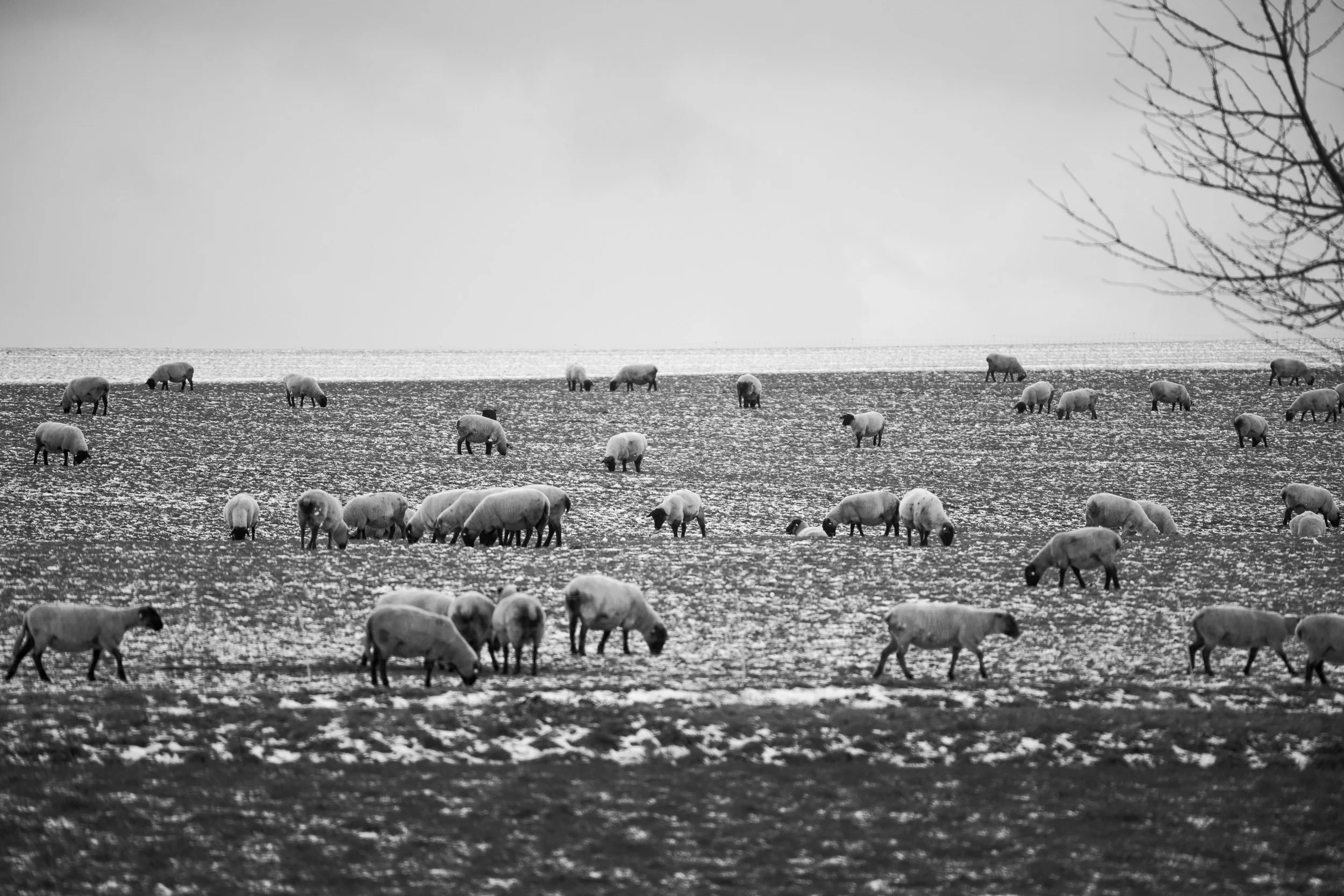 Fine_Art-Nature-16.jpg