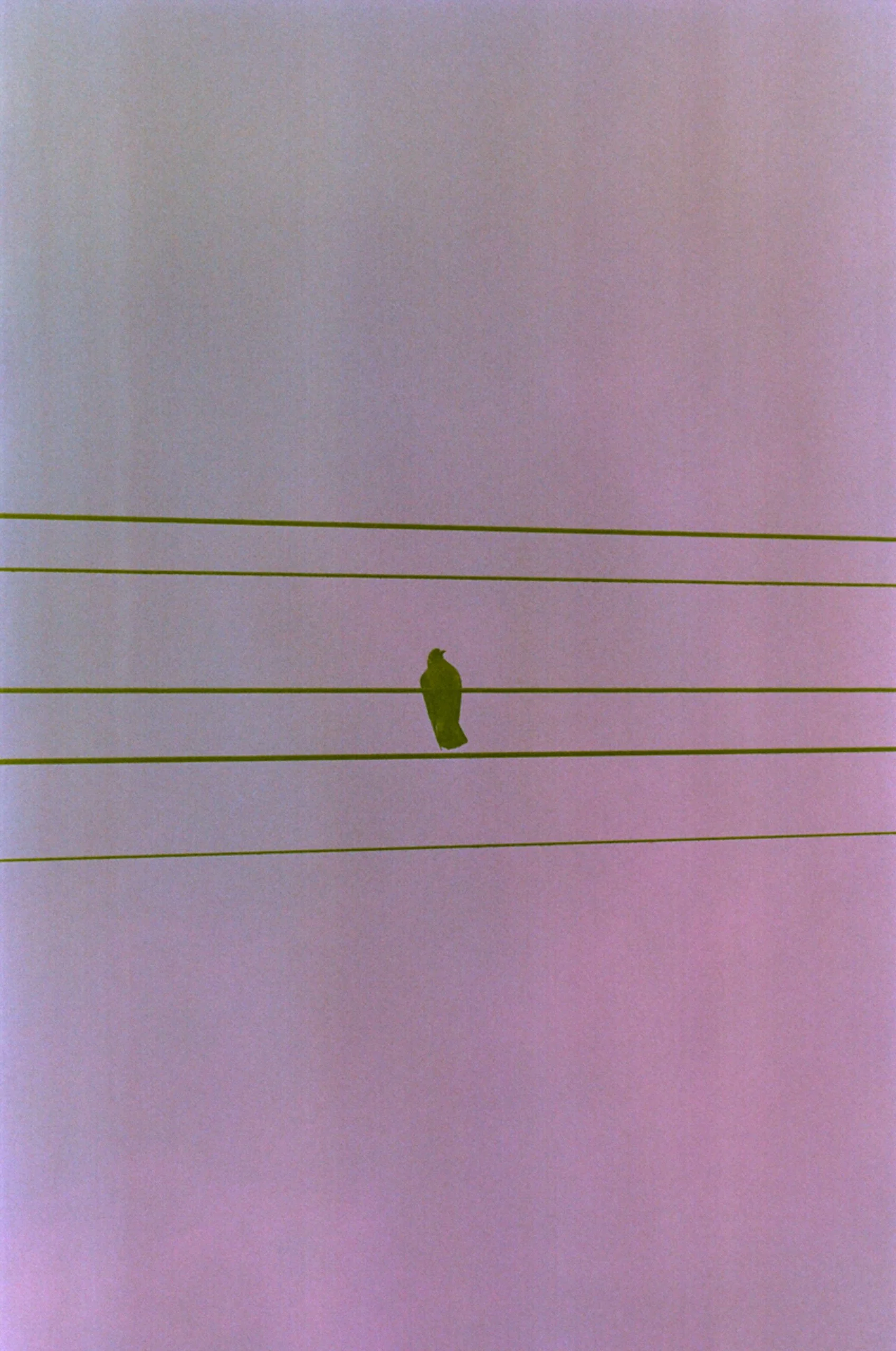 Fine_Art-Analog-2.jpg