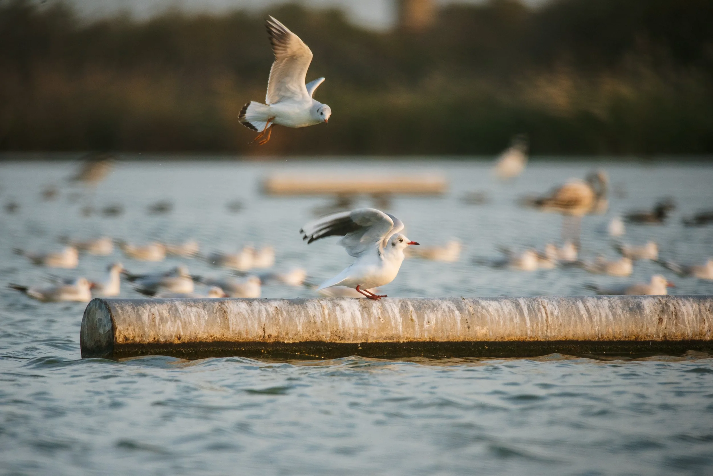 Fine_Art-Nature-2.jpg
