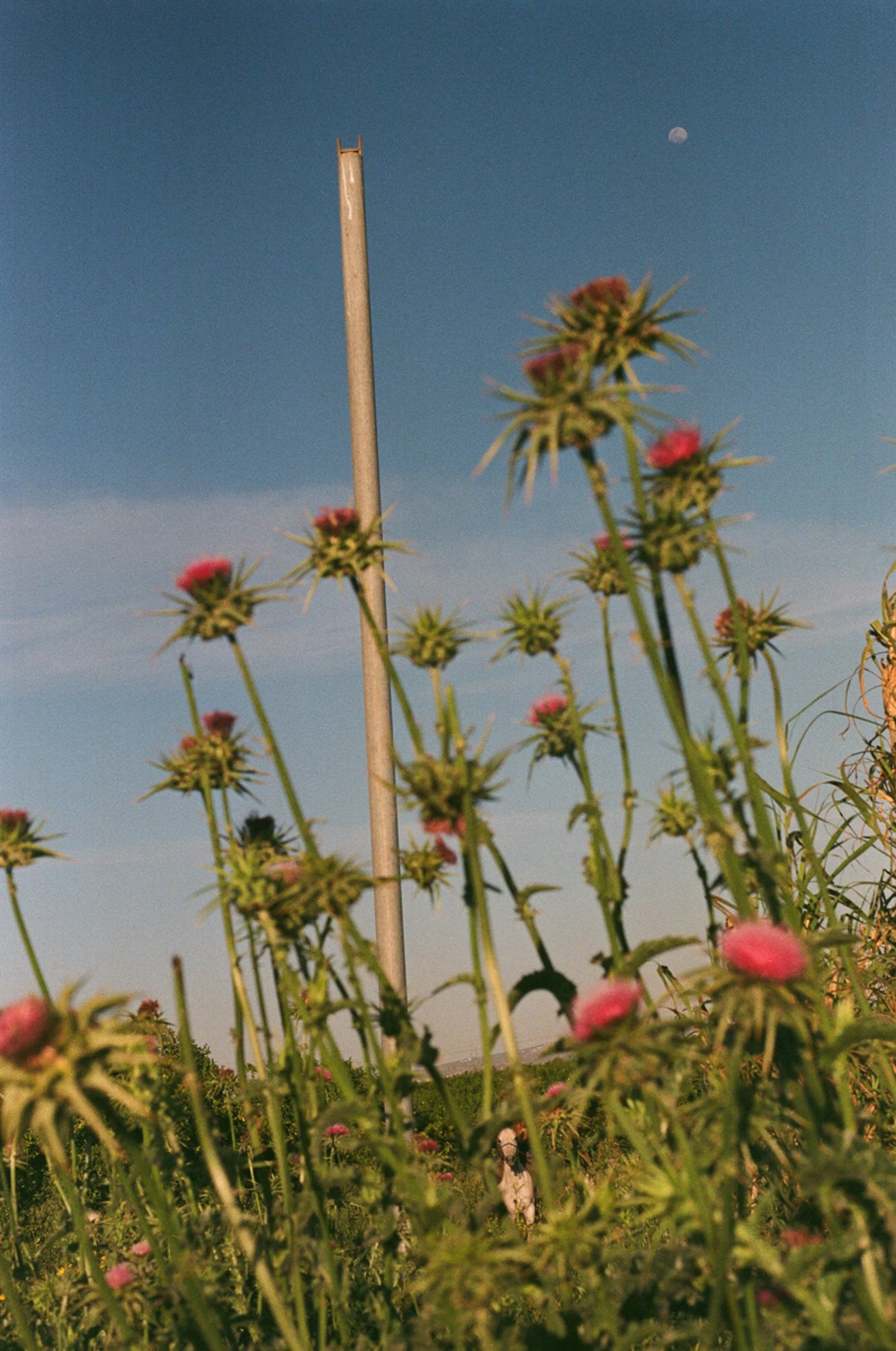 Fine_Art-Analog-6.jpg
