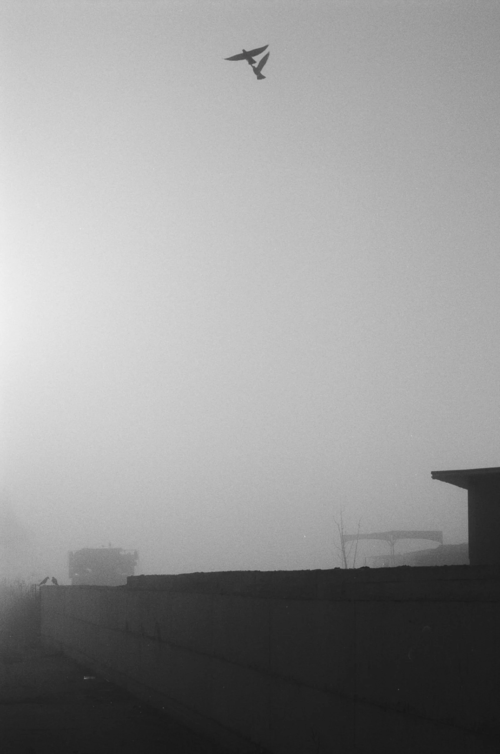 Fine_Art-Analog-3.jpg