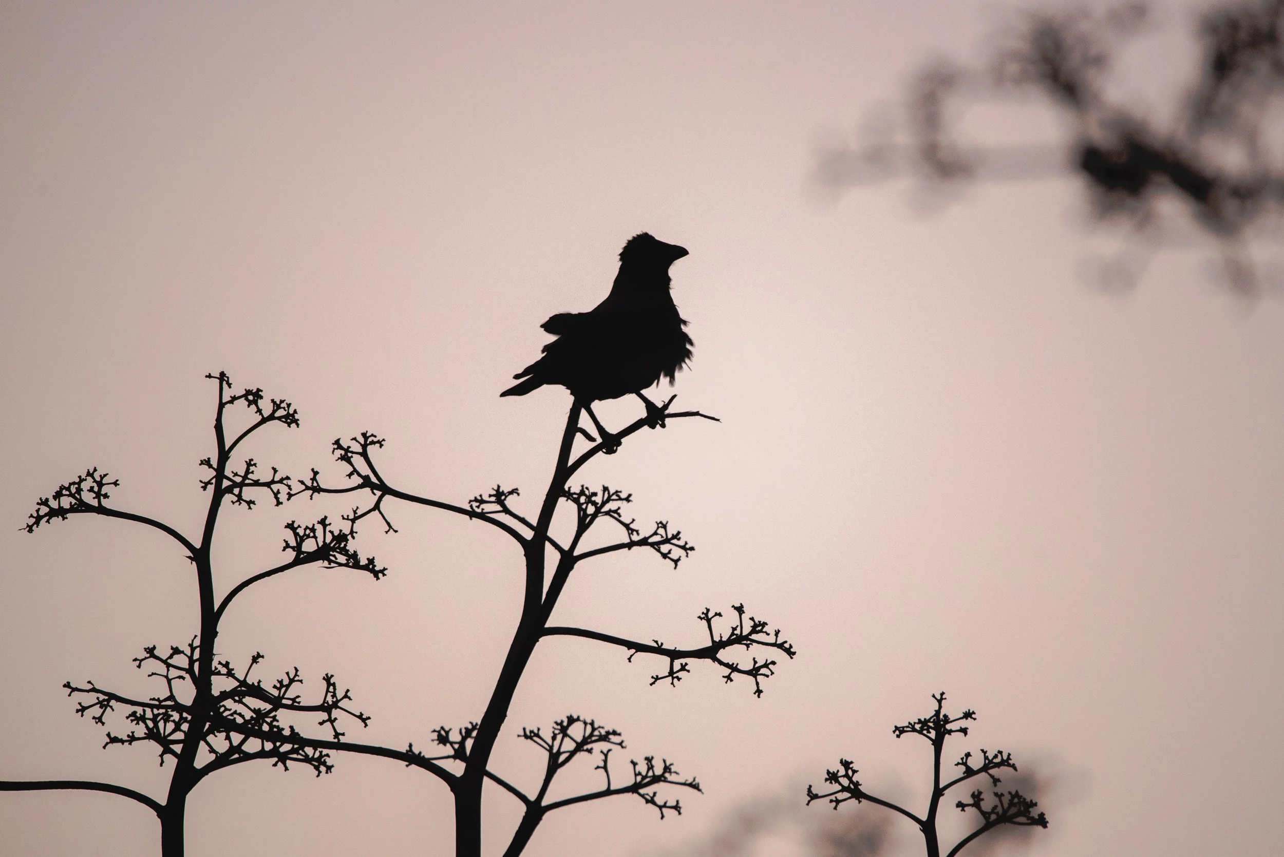 Fine_Art-Nature-6.jpg