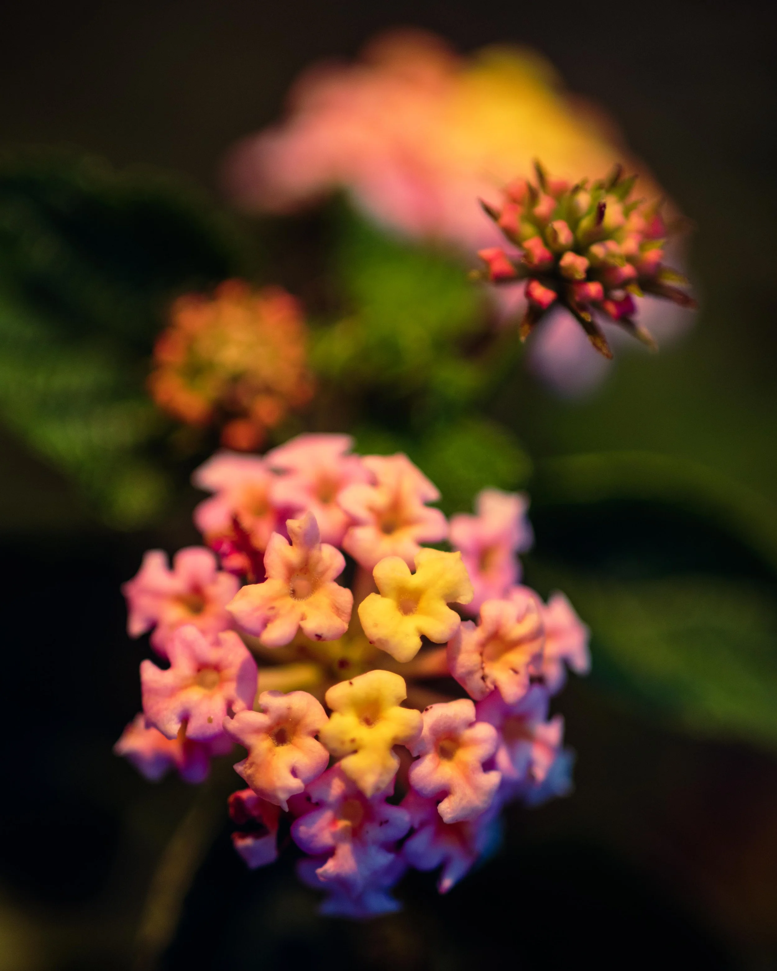 Flora-7.jpg