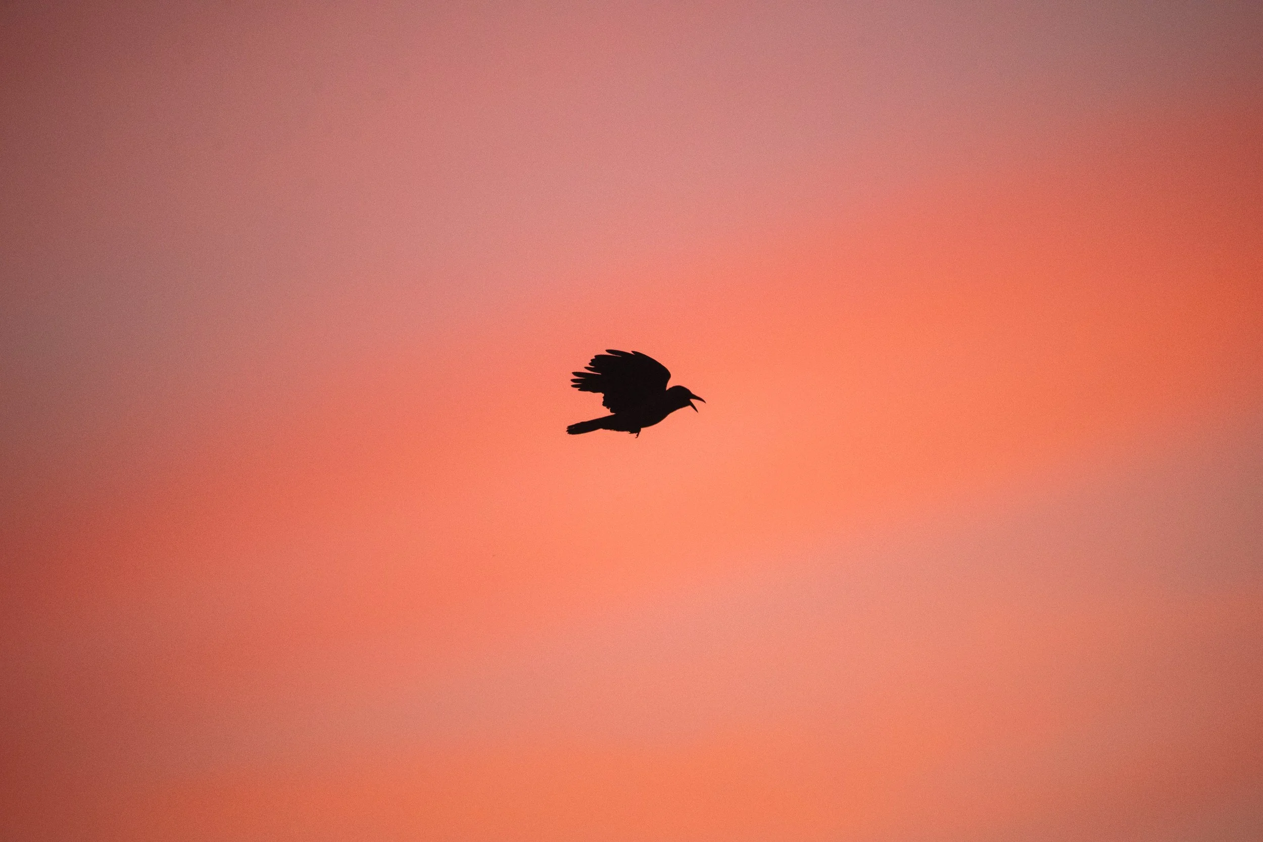 Fine_Art-Nature-11.jpg