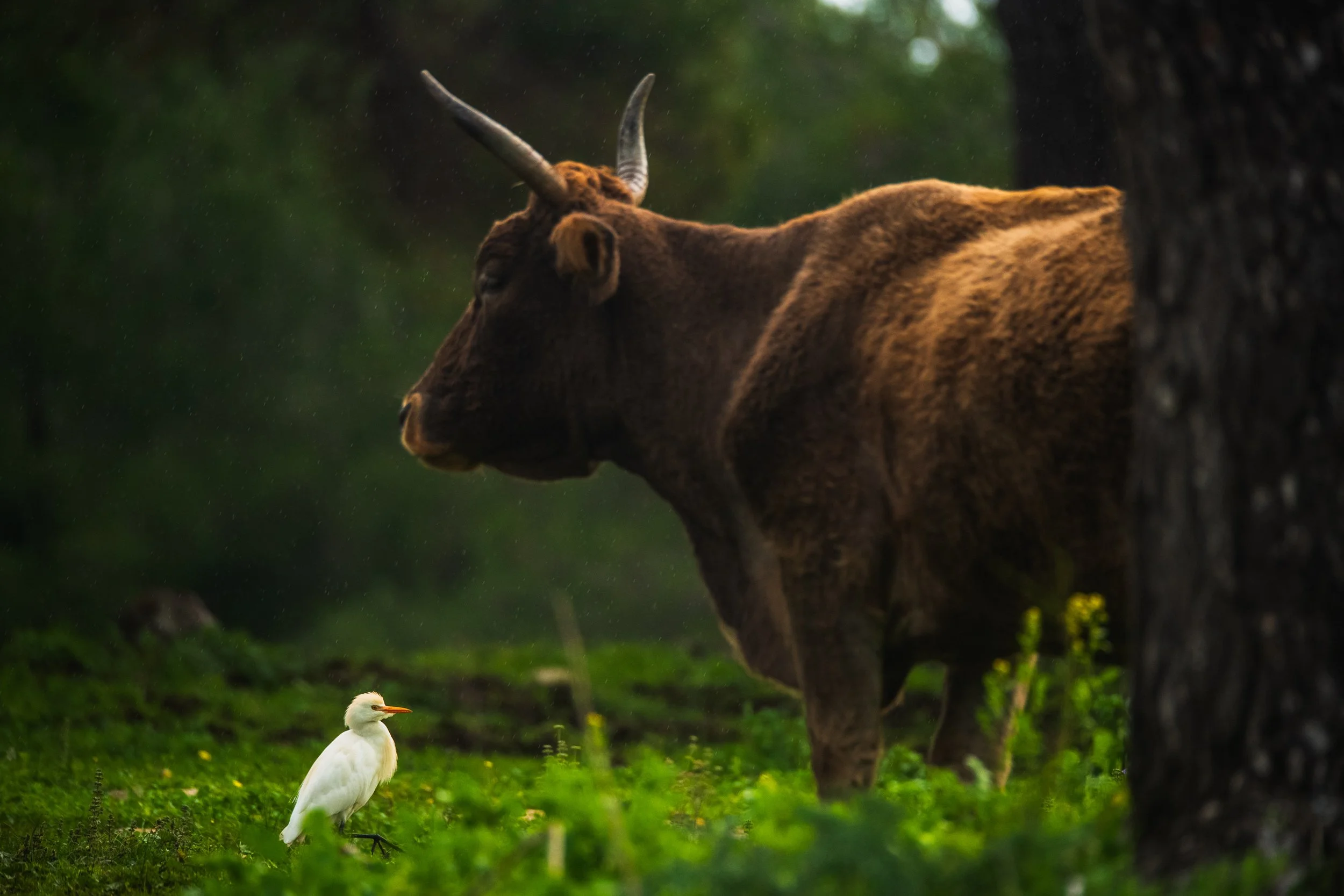 Fine_Art-Nature-9.jpg