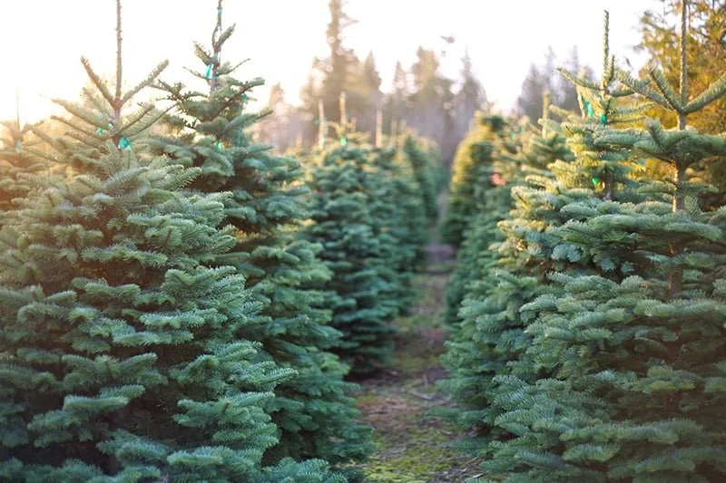 christmas-trees.jpg