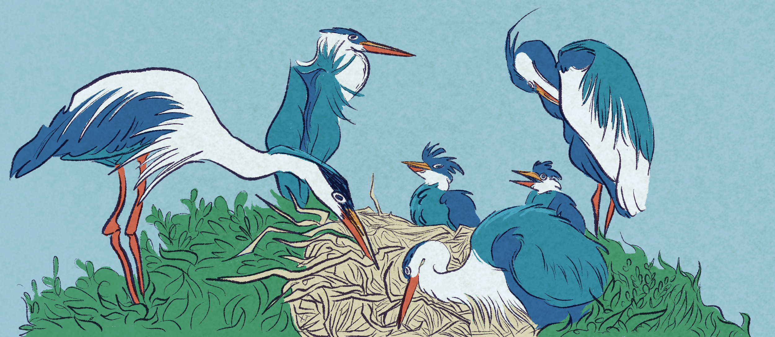 an illustration of a family of great blue herons making a nest together.
