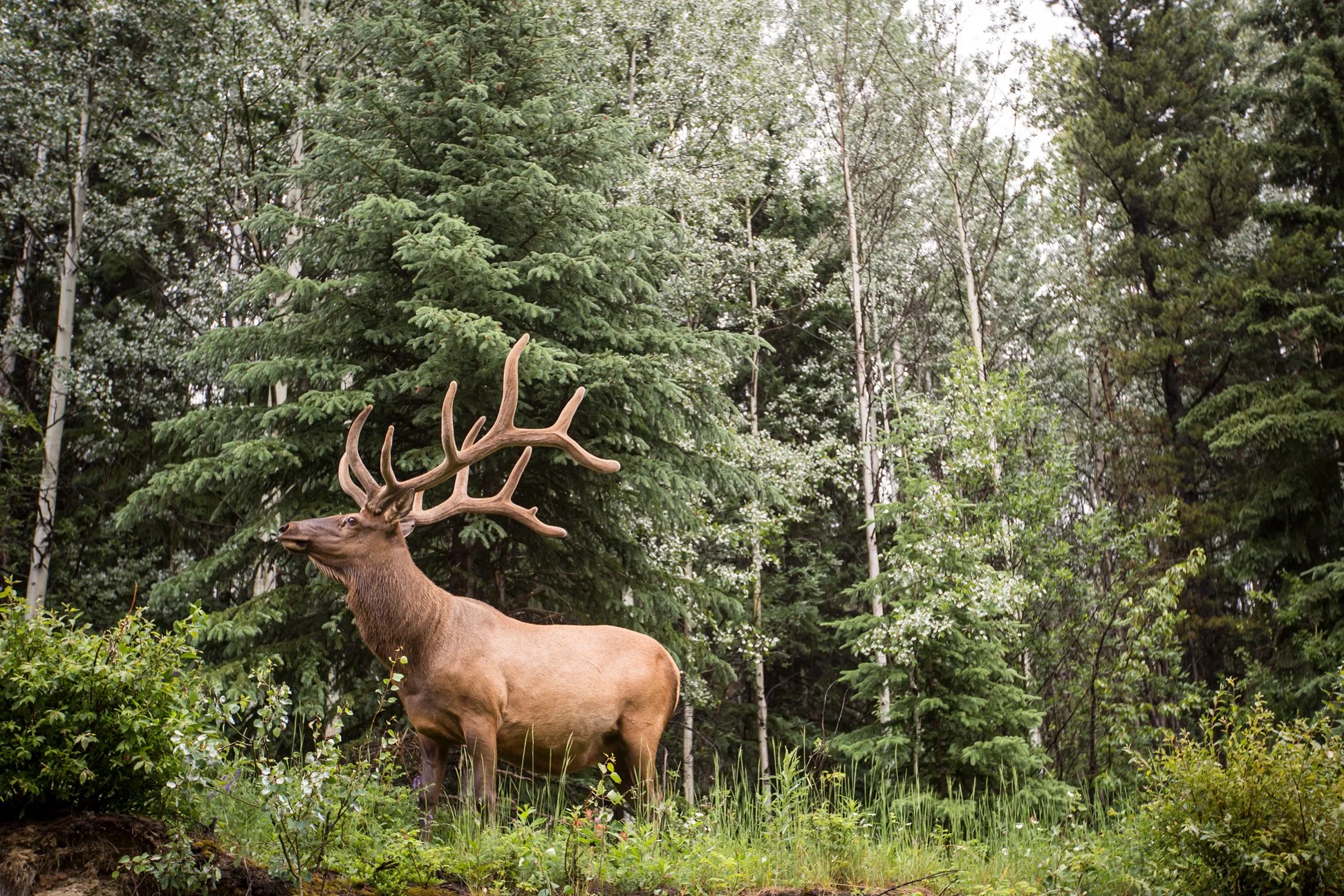 RM18_JTC_Wildlife_Elk.jpg