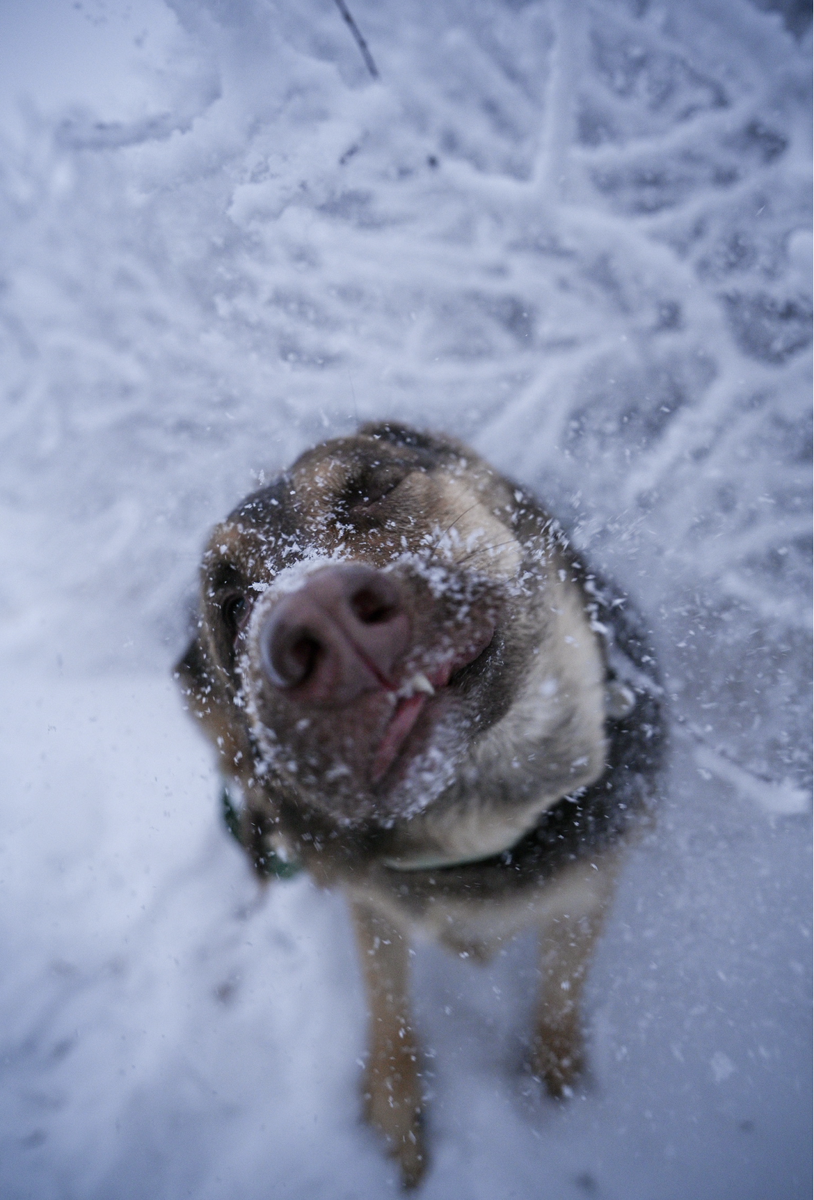 View recent photos.png