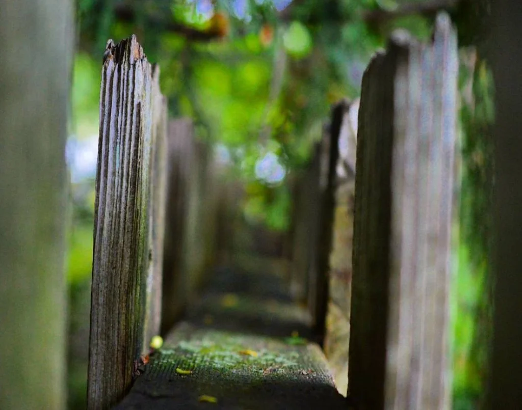 Close-up of weathered wooden fence posts with green moss and foliage in the background.