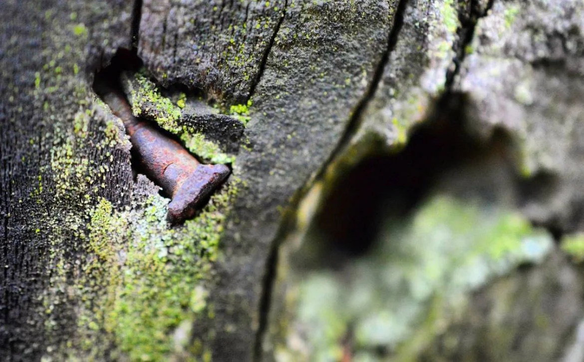 Close-up of a rusty nail embedded in weathered wood with green moss growing around it.