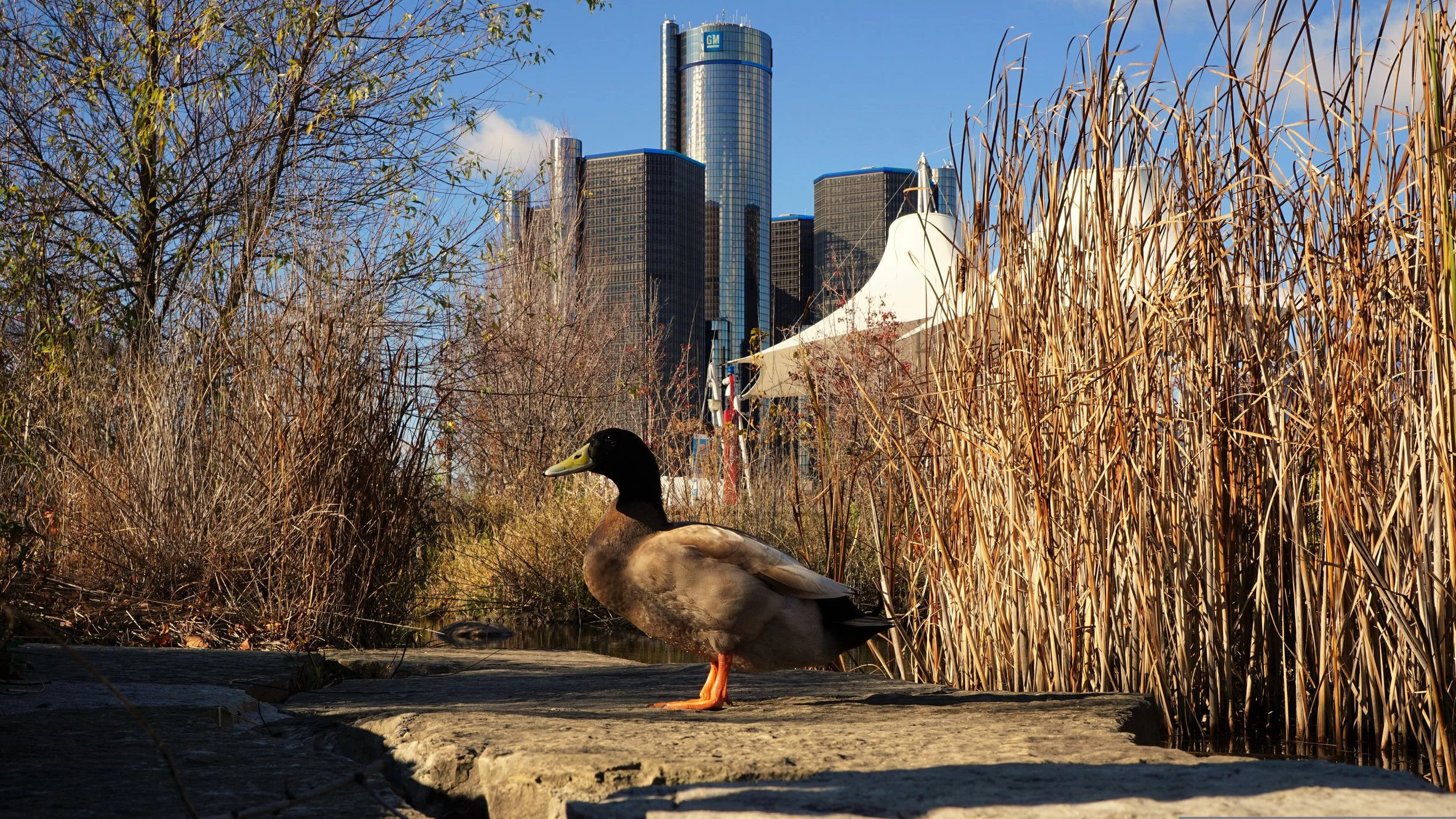 A mallard duck stands in a natural wetland area with the Detroit skyline and GM Renaissance Center visible in the background