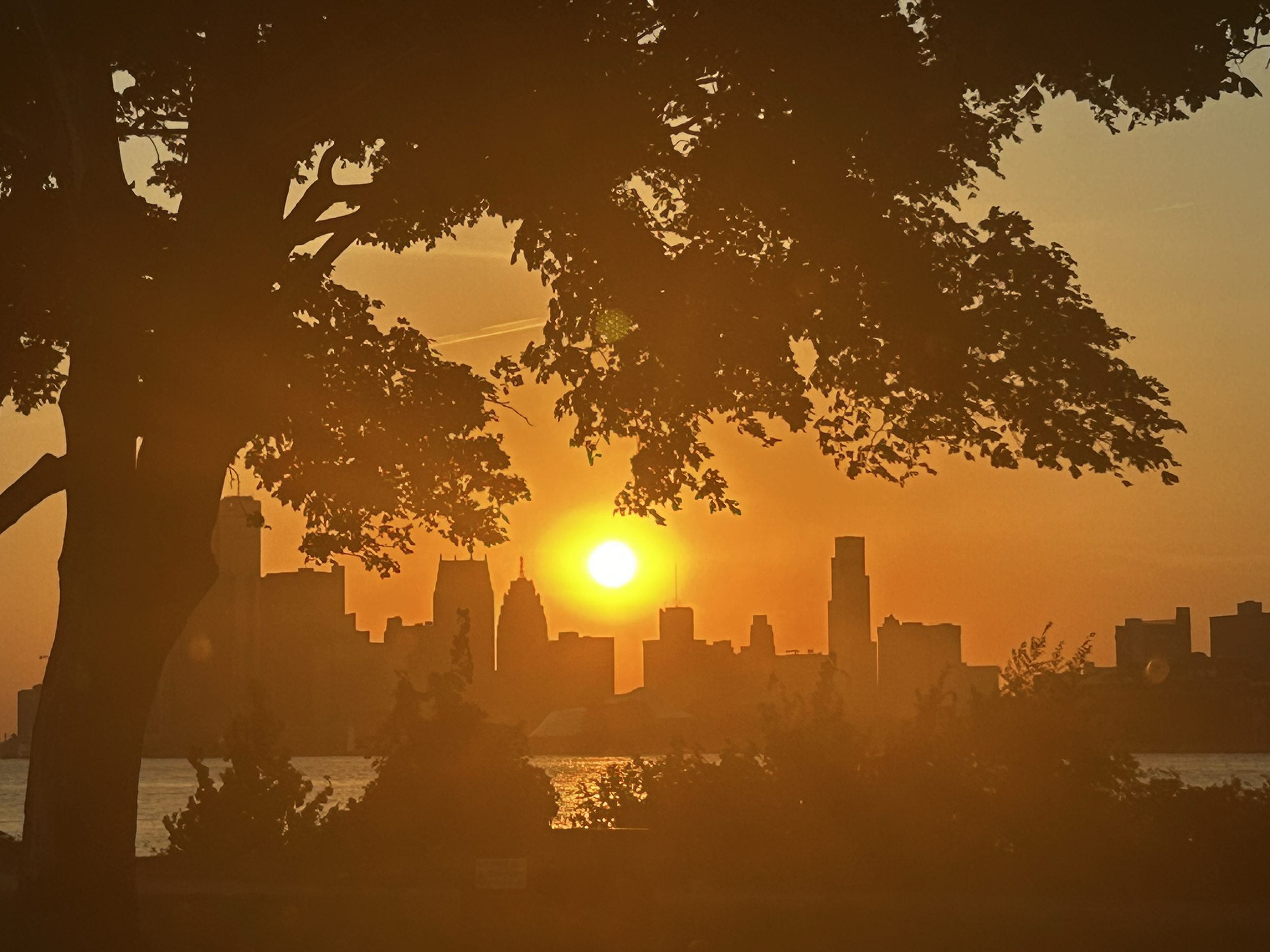 A golden sunset behind the Detroit skyline, seen through the branches of a tree on Belle Isle.