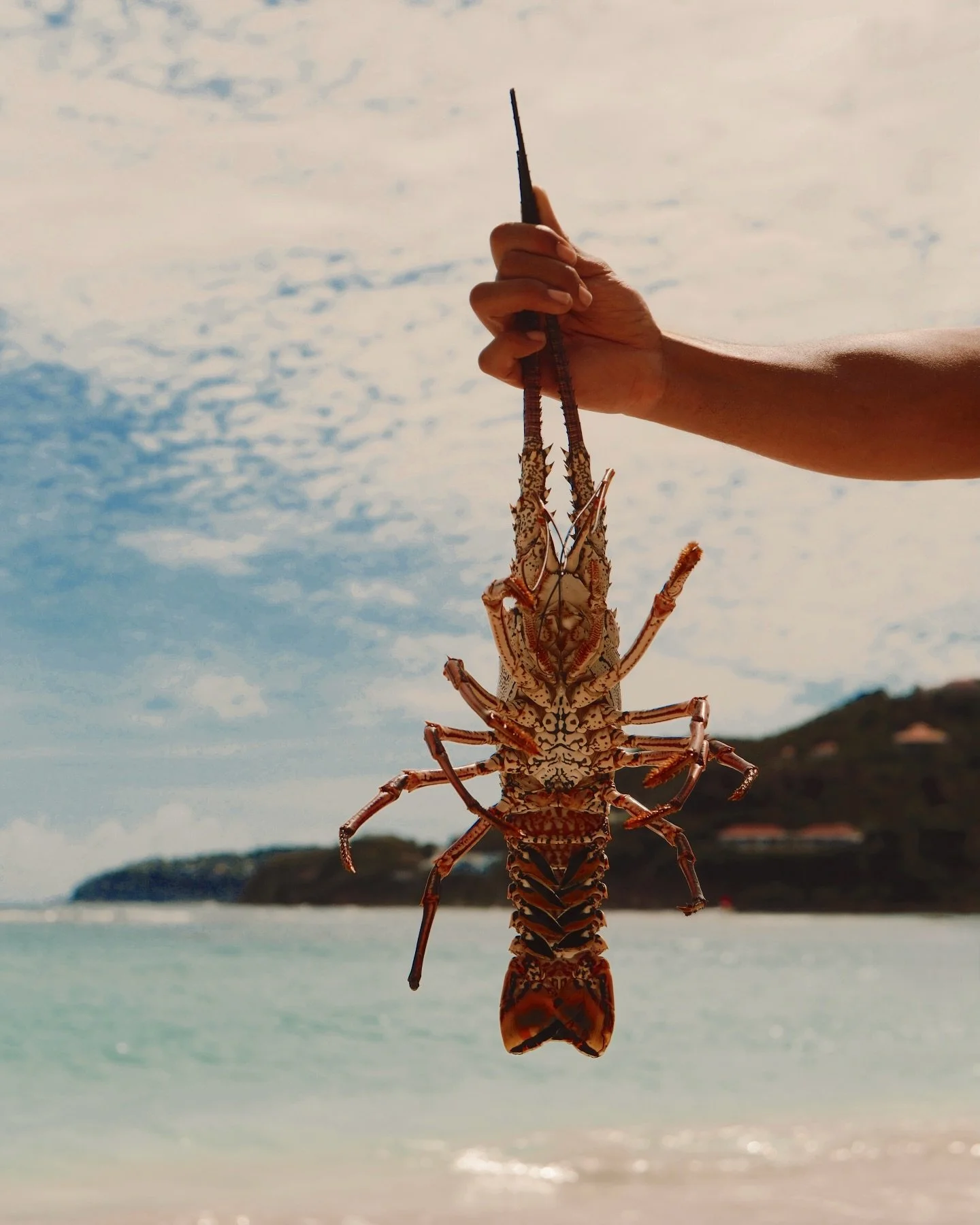 Lobster season is every season at Pearl Beach Saint Barth 🦞

Open every day ~ Book your moment with us !
📞 +590 590 52 81 33
&mdash;
#PearlBeachHotel #SaintBarthLifestyle #IslandVibesOnly #BeachfrontBoutique #ChicIslandEscape #TropicalLuxury #Saint