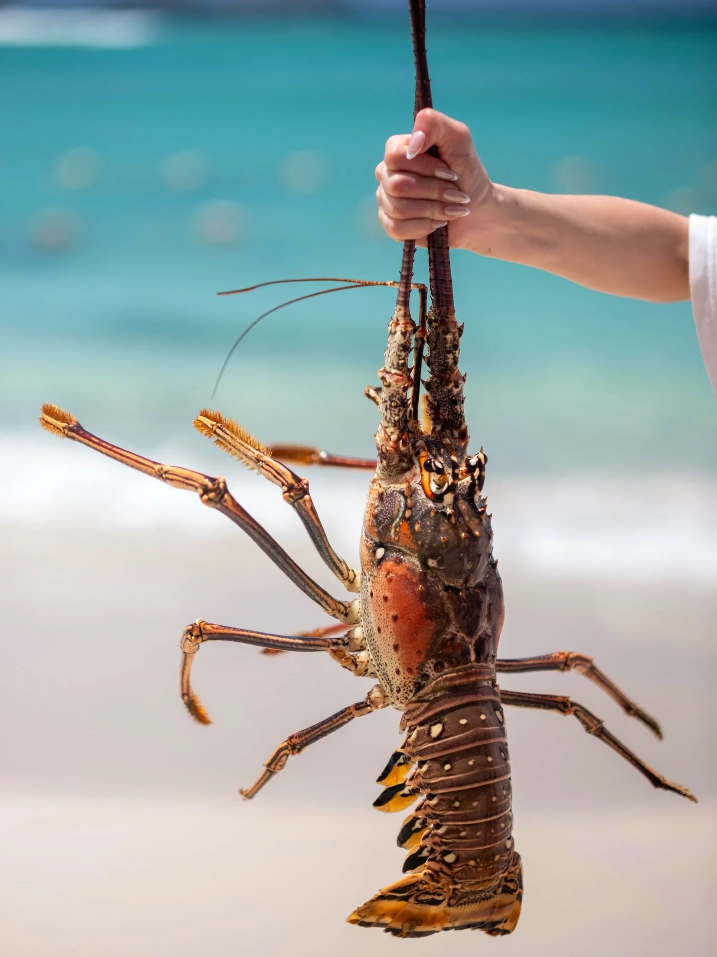 Straight from the sea to your table.