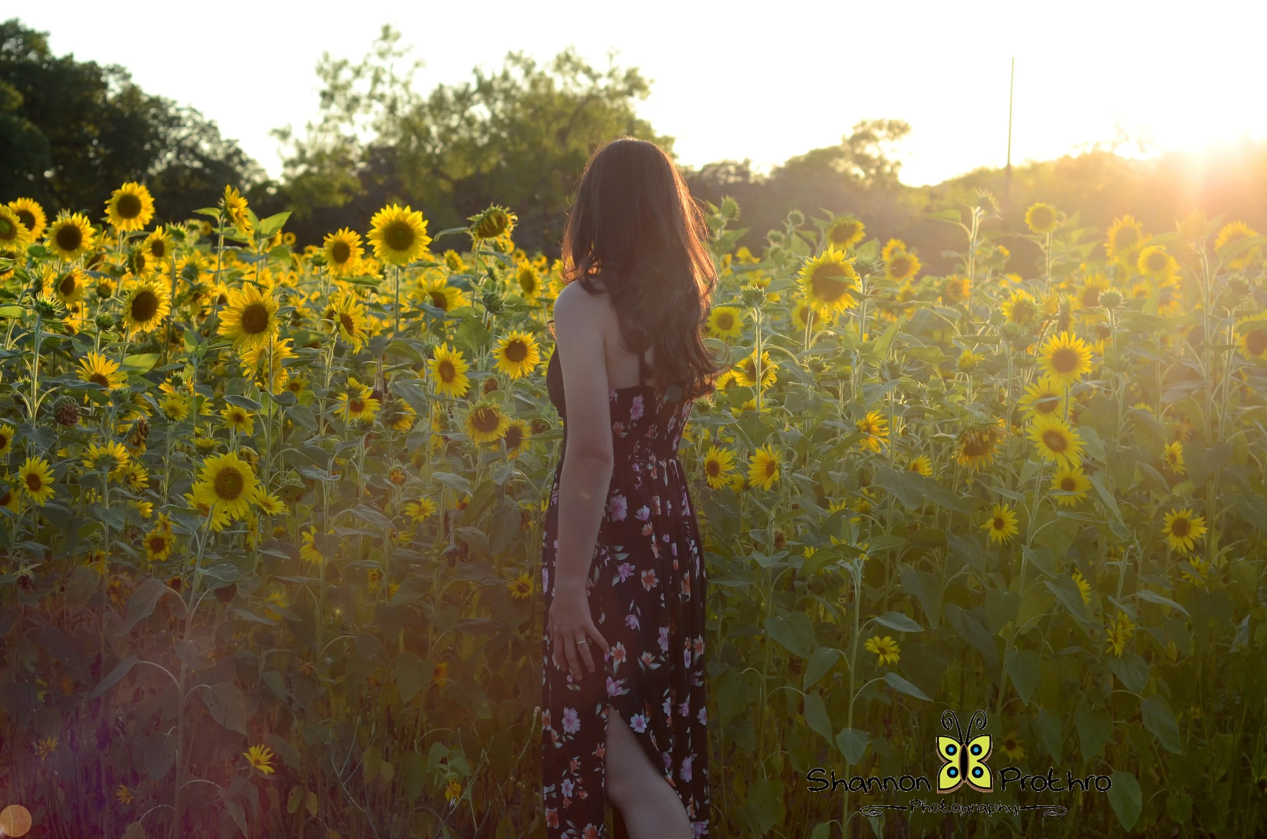 A woman with long dark hair wearing a black floral dress standing in a sunflower field during sunset.