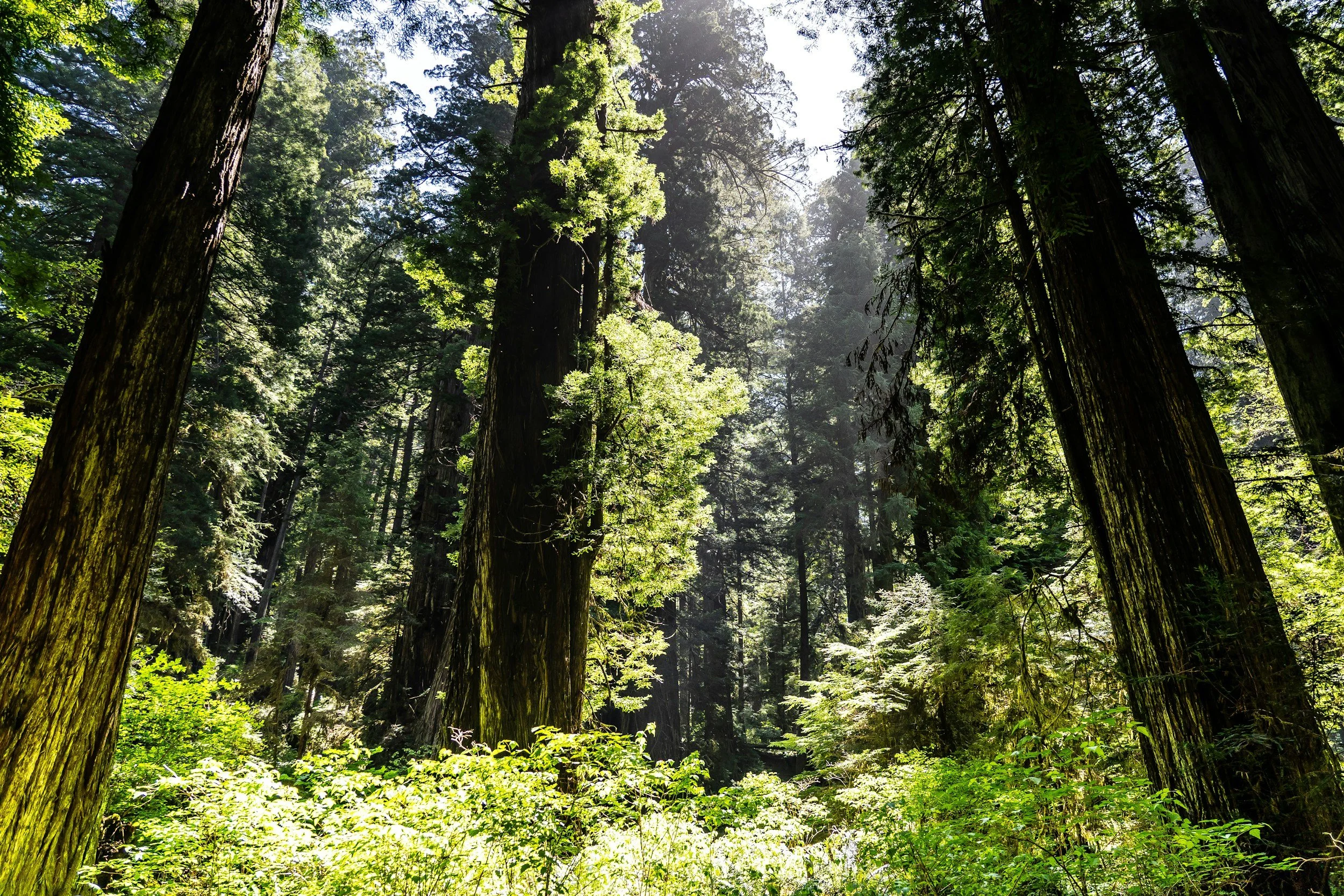 International Day for Biological Diversity