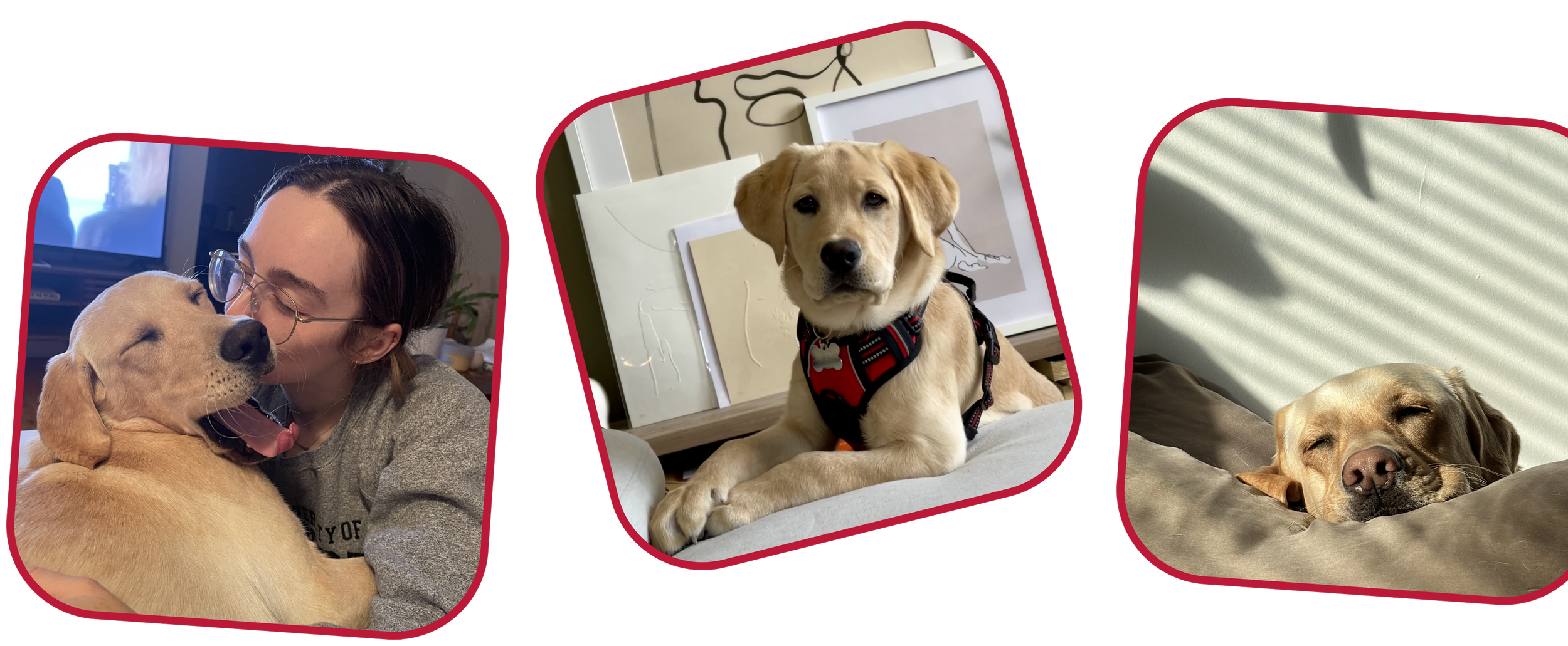Three photos of a Taylor’s yellow Labrador Retriever, Murphy: in the first, Taylor kisses him on the cheek as he yawns; in the second, Murphy poses on a couch wearing a harness; in the third, Murphy sleeps on a couch with sunlight streaming in.