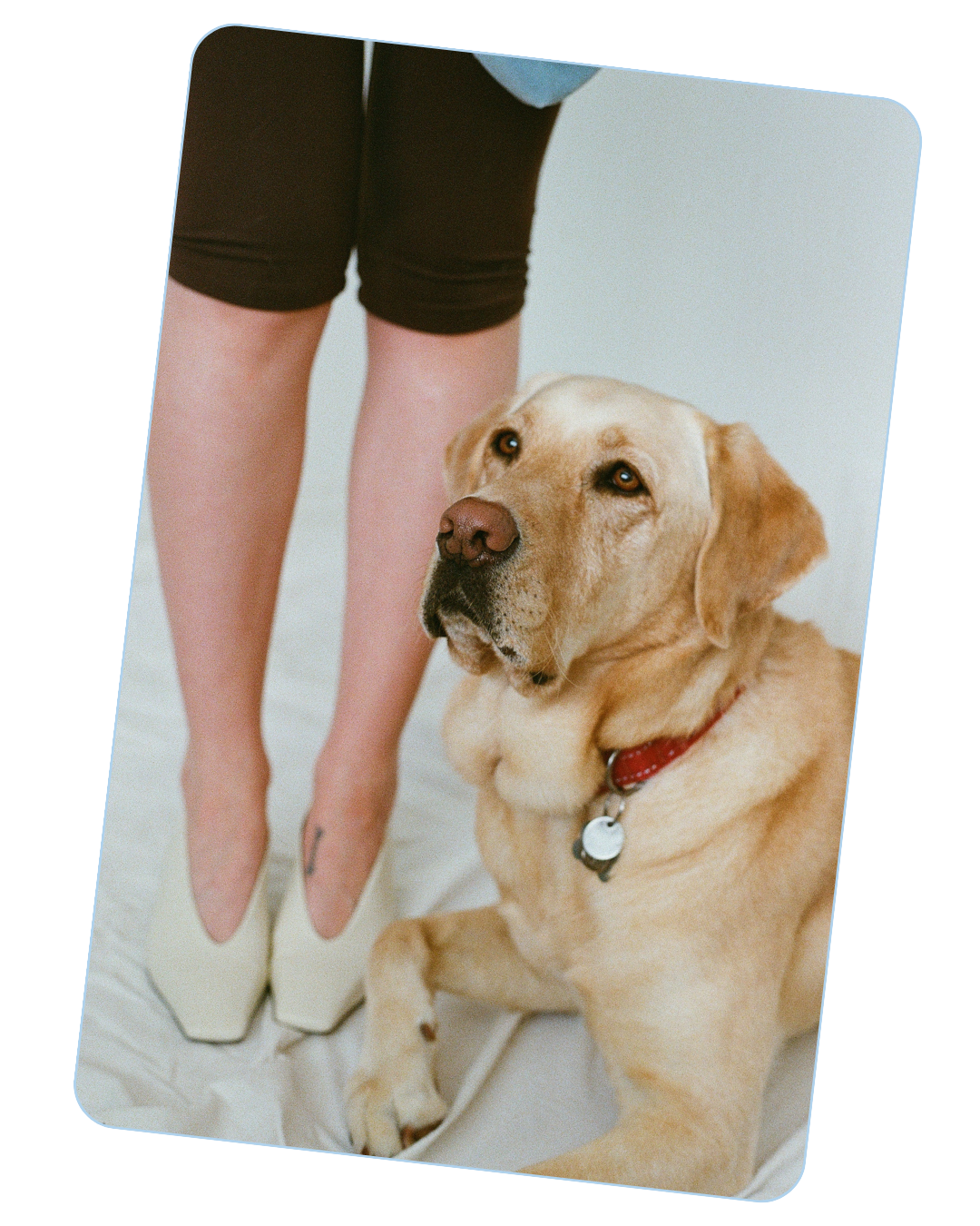 Golden labrador retriever looking at the camera with a girl's legs in the background. The girl is wearing brown capri pants and cream-coloured high heels.
