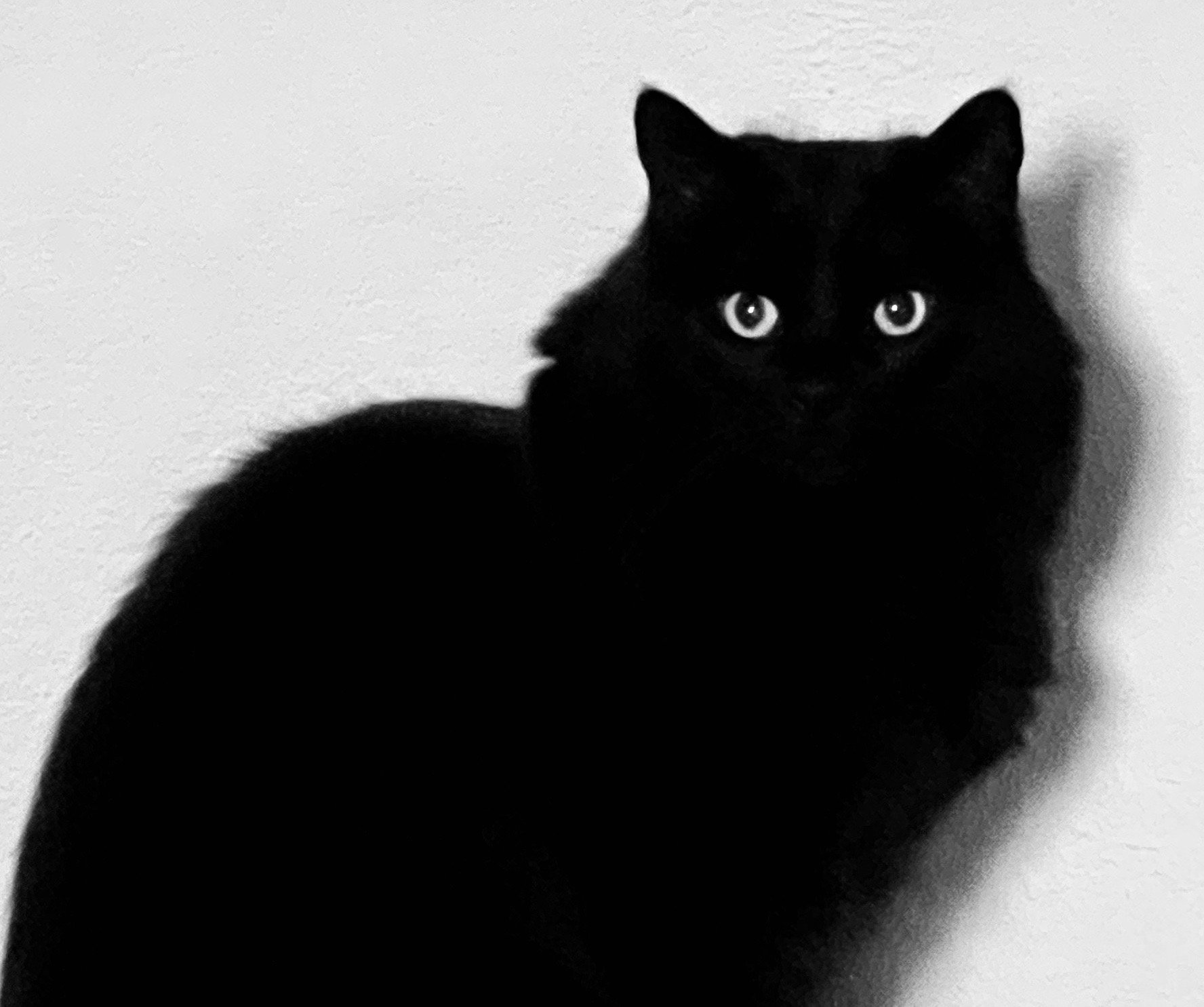 landoblackcat.jpeg