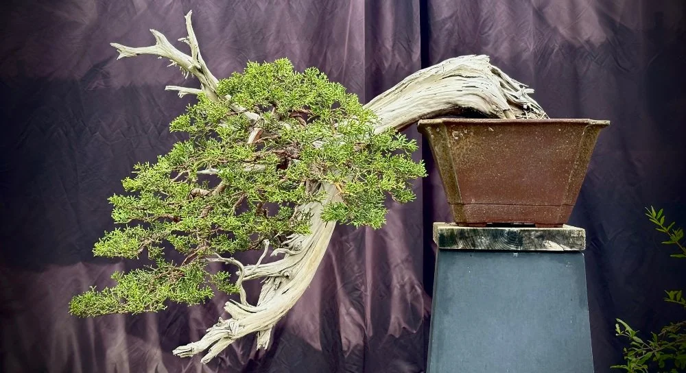 cascade bonsai yamadori juniper