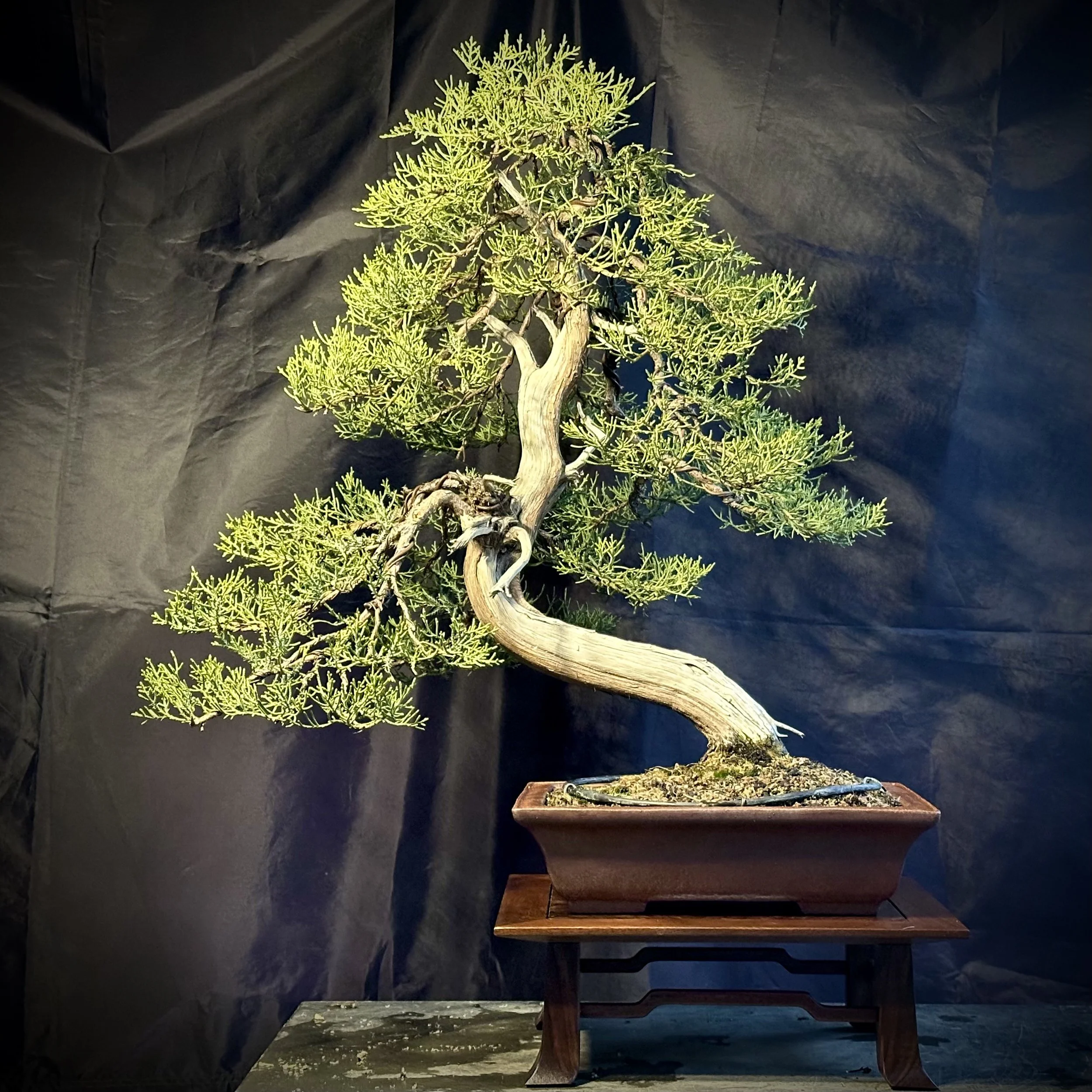Chuhin California Juniper