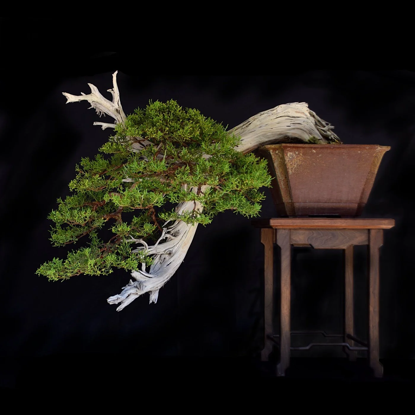 California Juniper Cascade