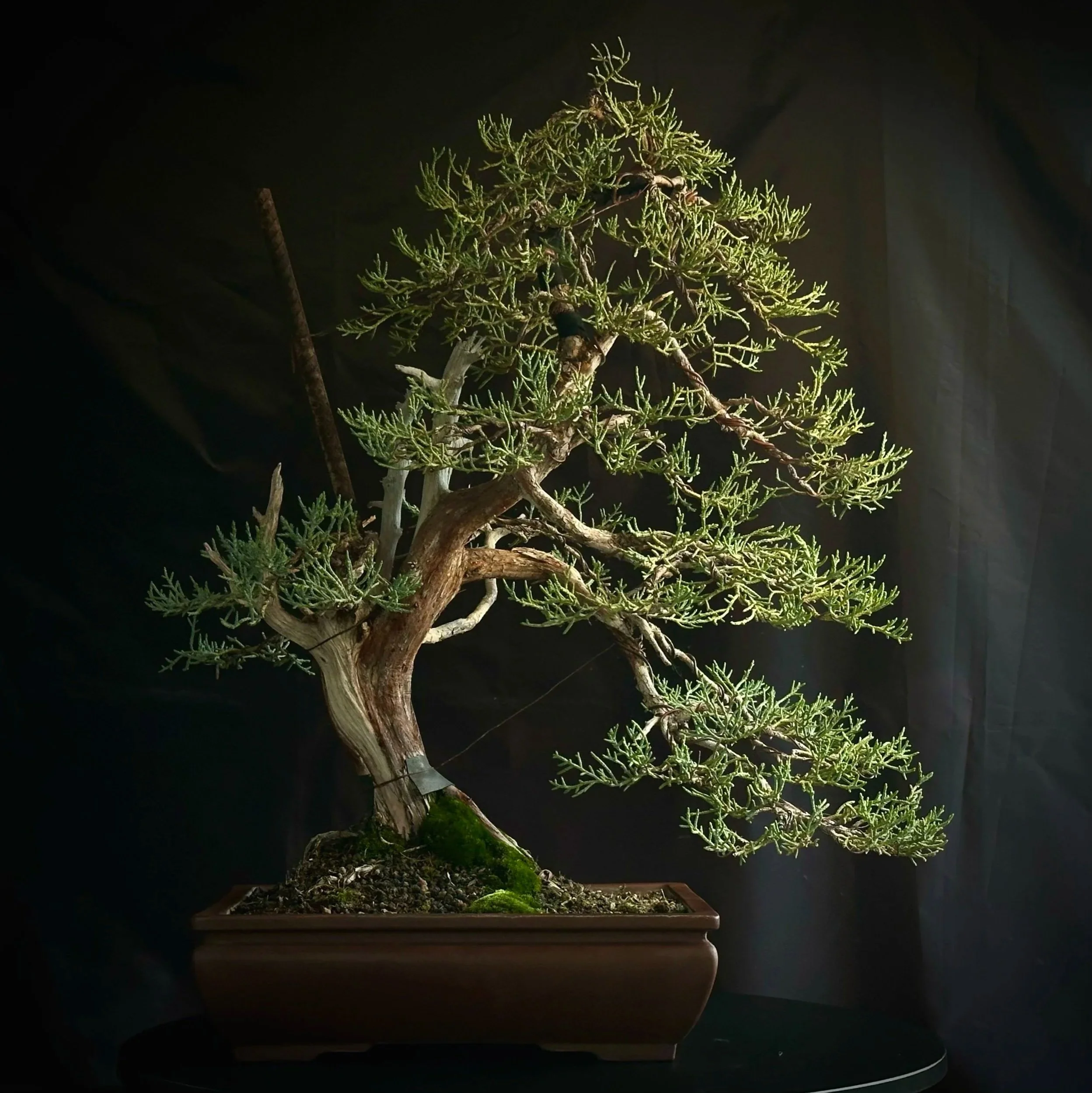 Utah Juniper #1